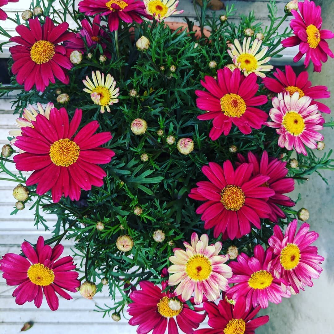 Spring has pretty much sprung here in Currumbin! Adding some yummy colour to my studio garden 🌻