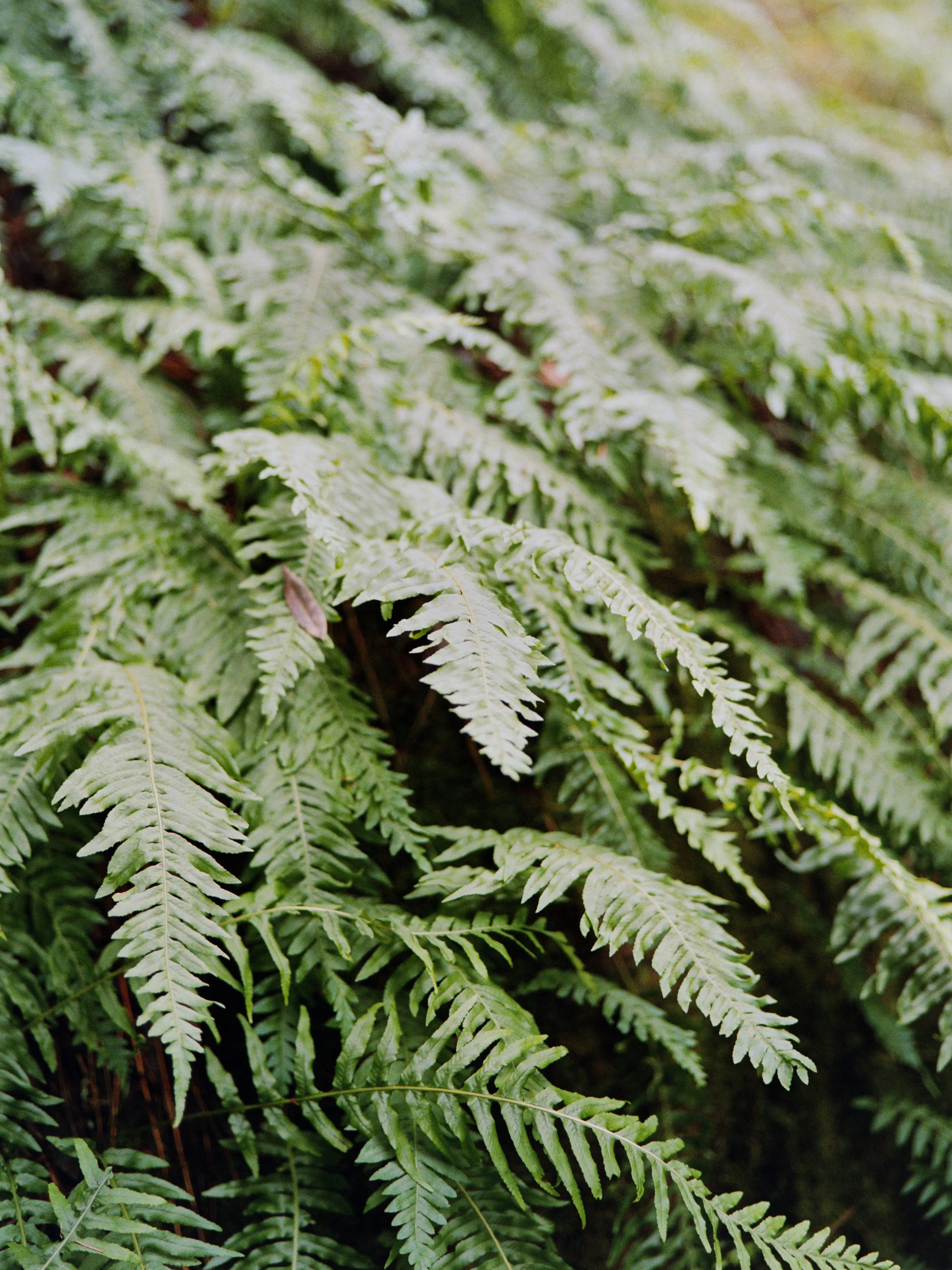 12-27-25-Kodakportra800-120-R143-3 copy 2.jpg