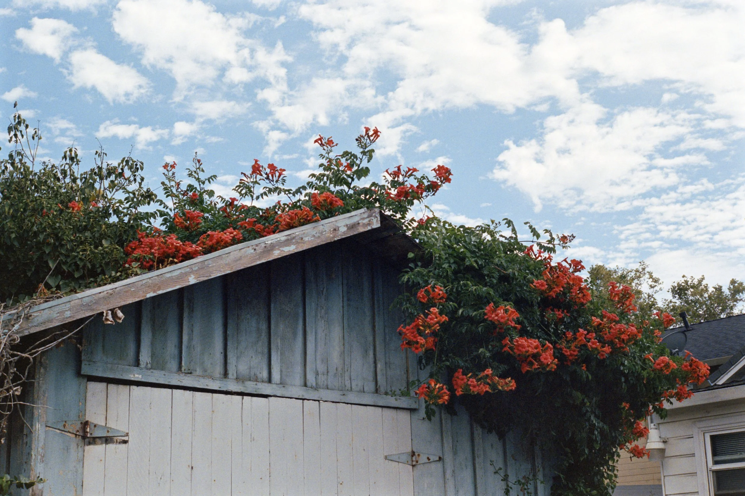 6-24-24-Kodakportra-400-R36-_48Bit_g2p0095 copy.jpg