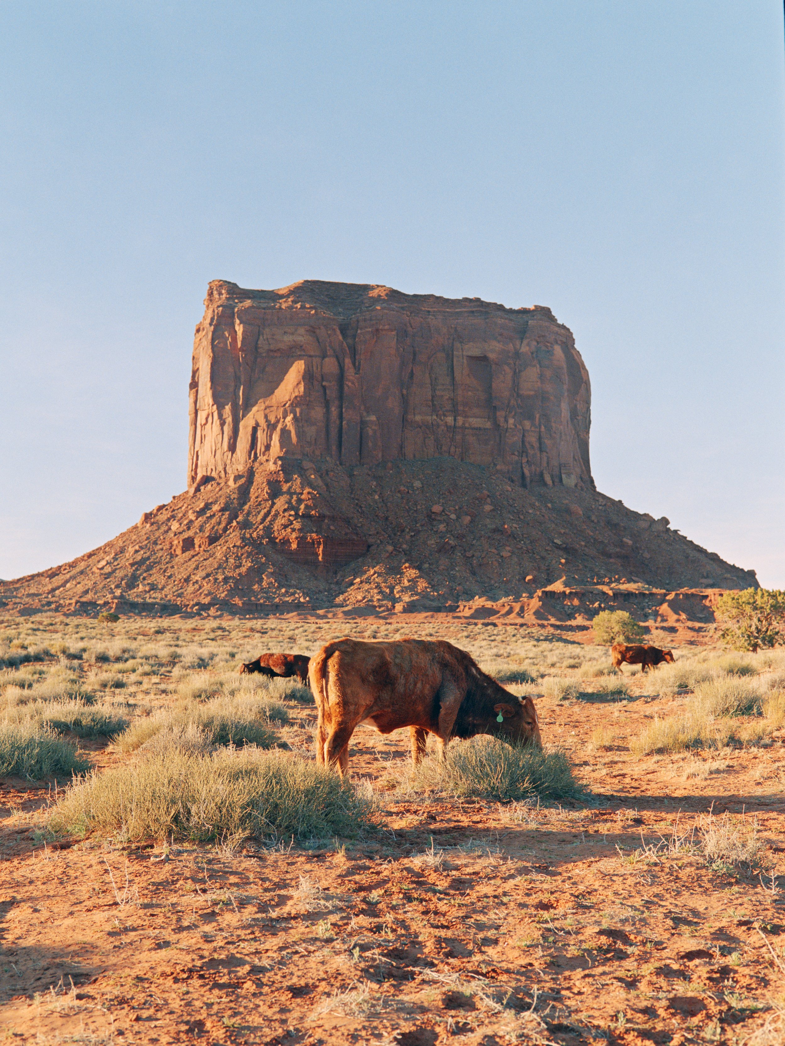 3-17-26-Kodakportra800-120-R165-6 copy.jpg