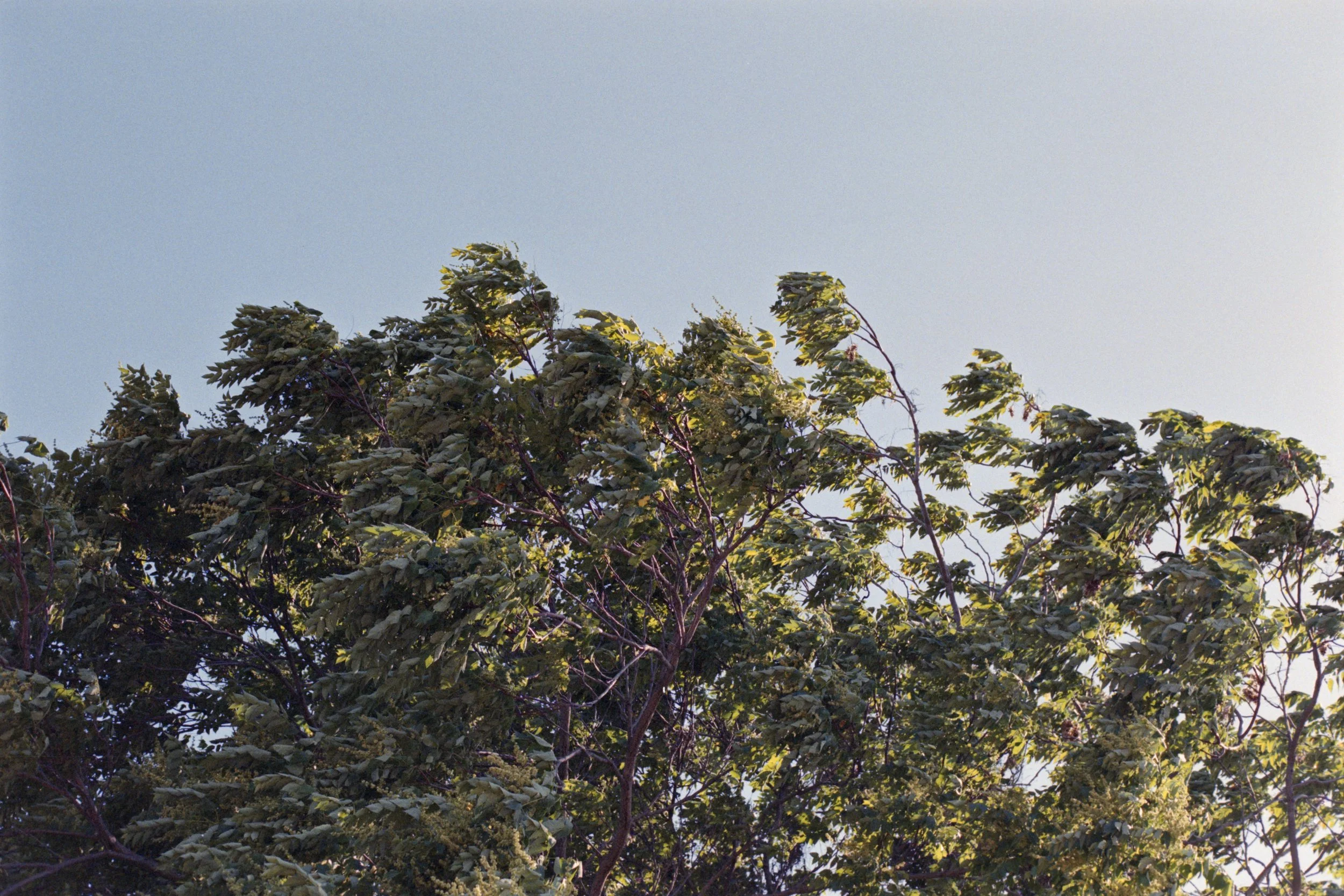 5-20-25-Fujicolor-SuperiaXtra-400-Expired-R87-12 copy.jpg