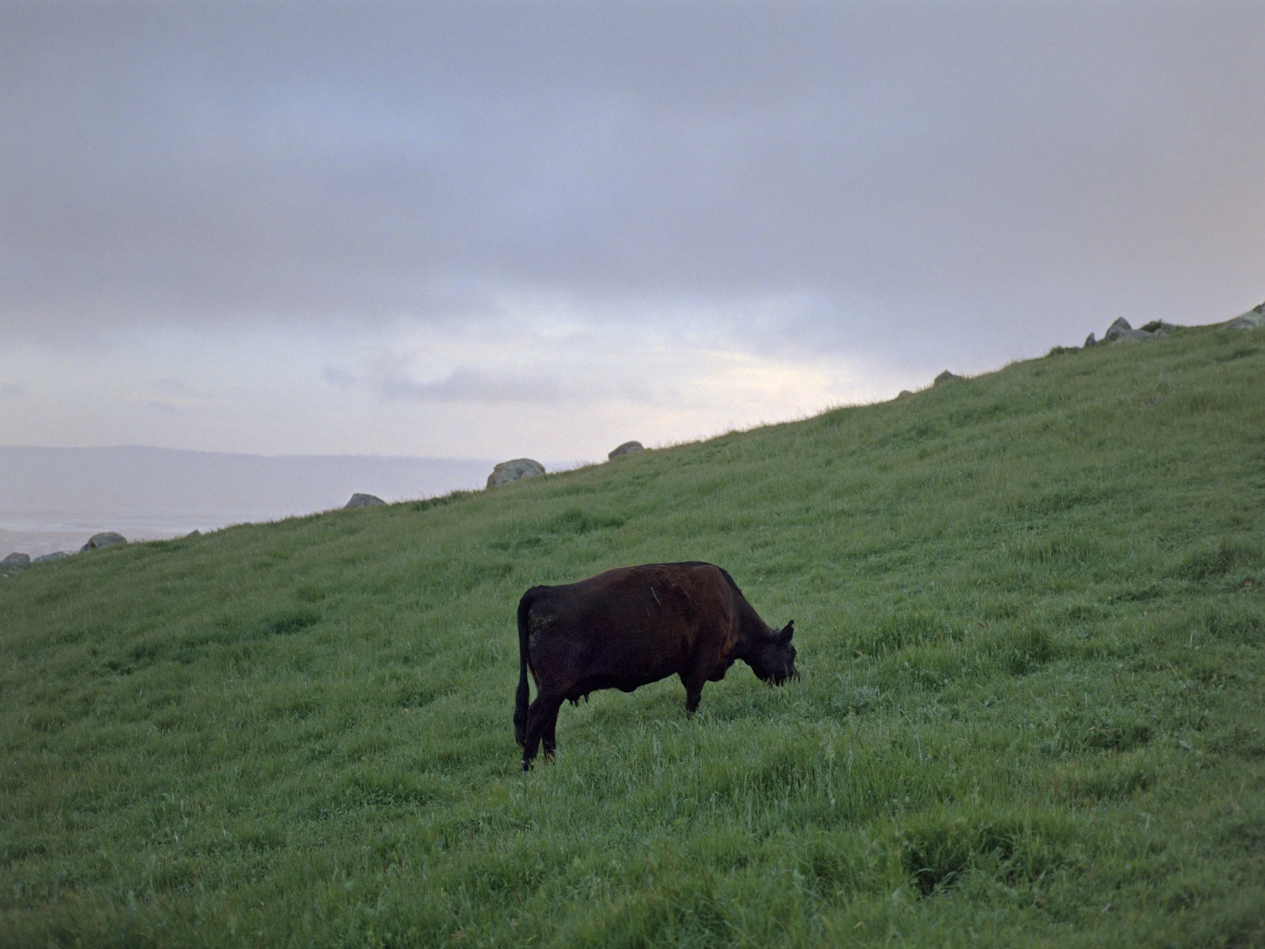 4-6-25-Kodakportra800-645-R80-12 copy.jpg