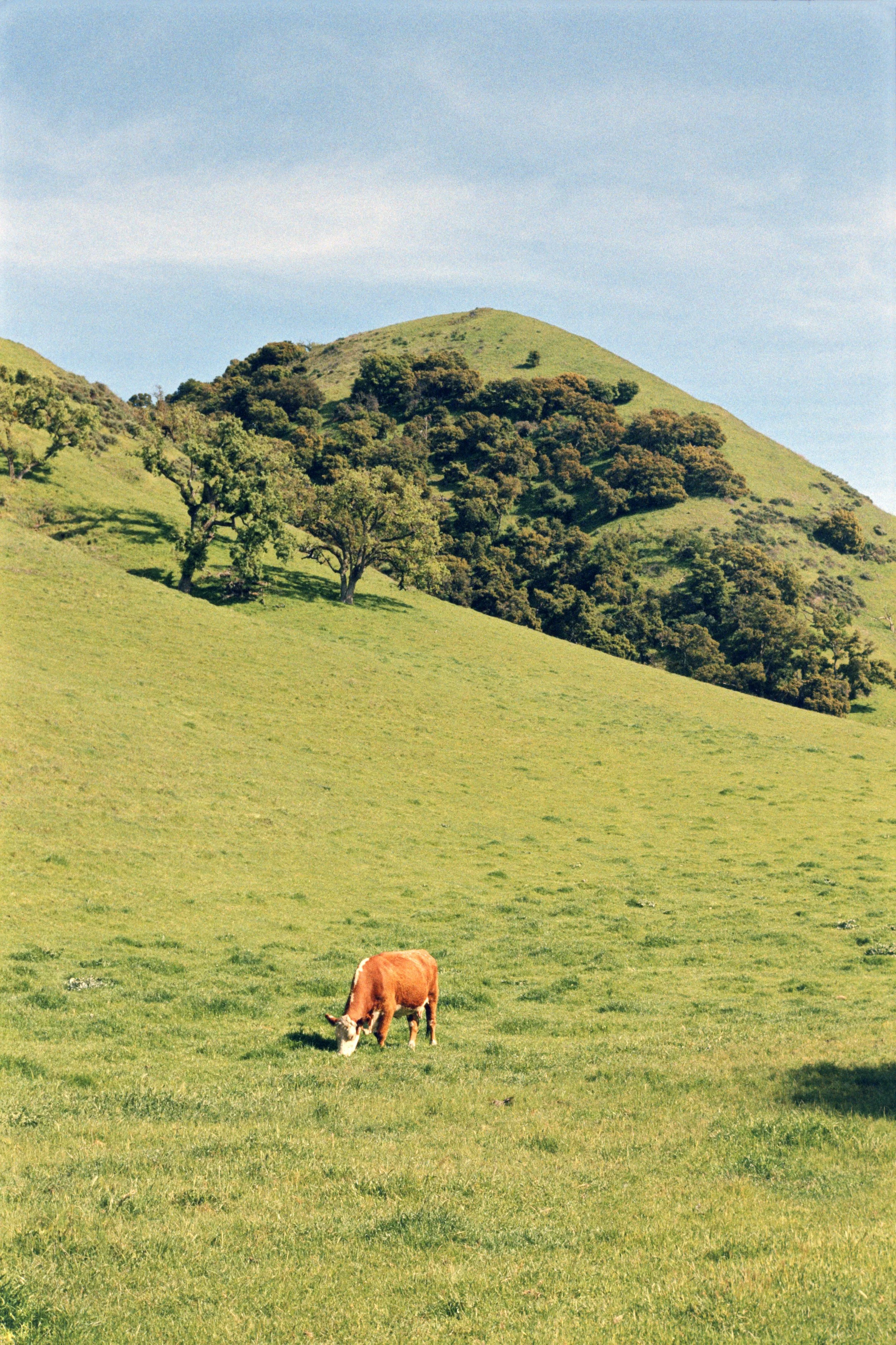 4-9-24-KodakGold-200-R25_48Bit_g2p0144 copy.jpg