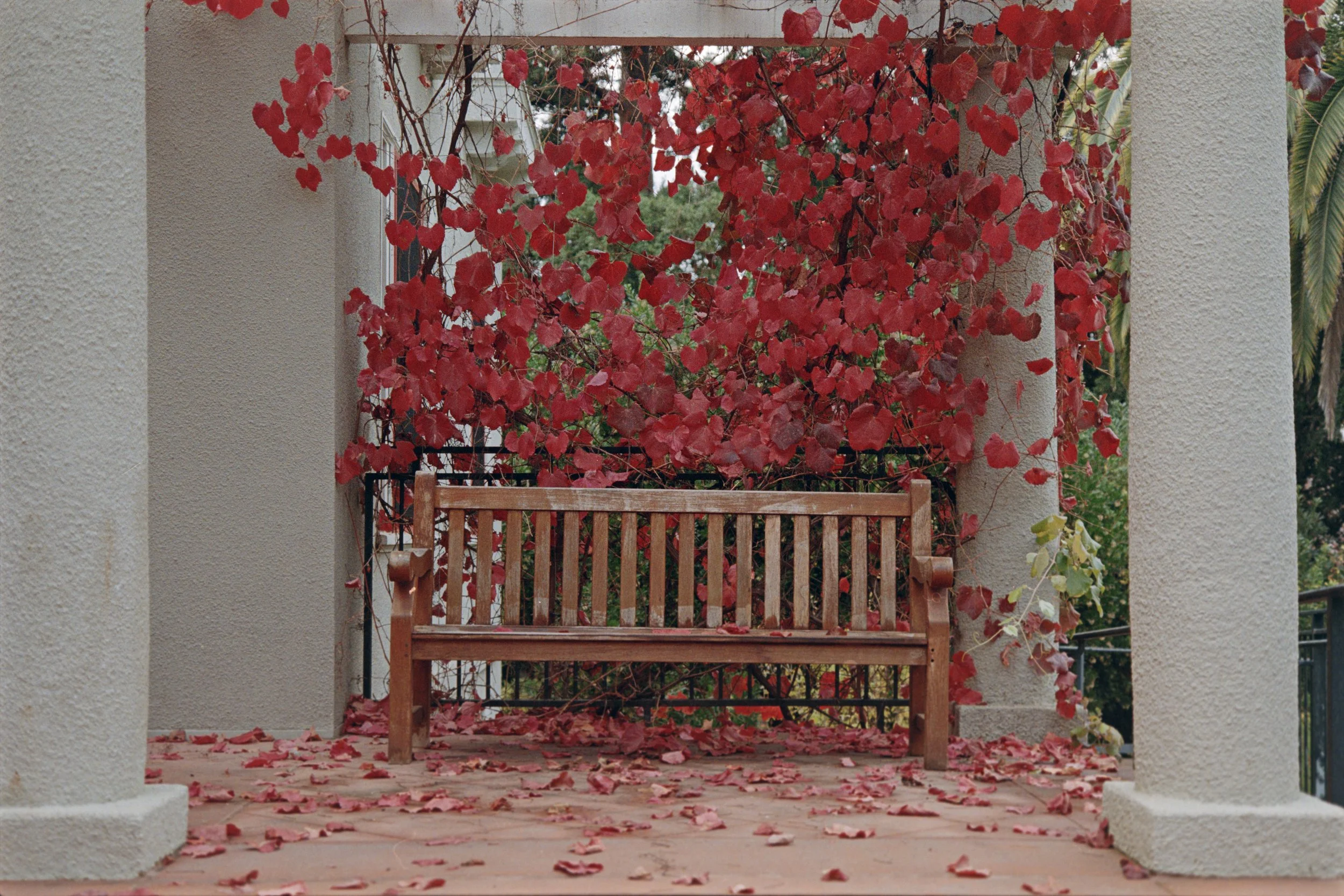 12-15-23-KodakGold-200-R8_48Bit_g2p0701 copy.jpg