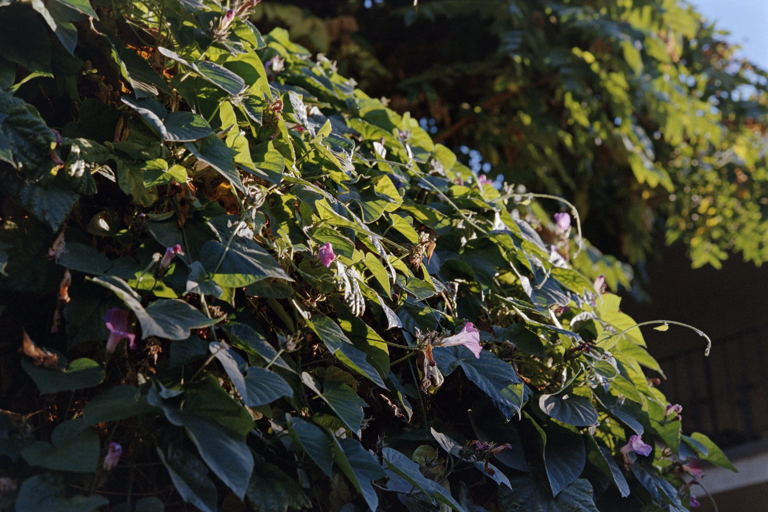 11-3-23-Fuji-400-R3_48Bit_g2p0459 copy.jpg