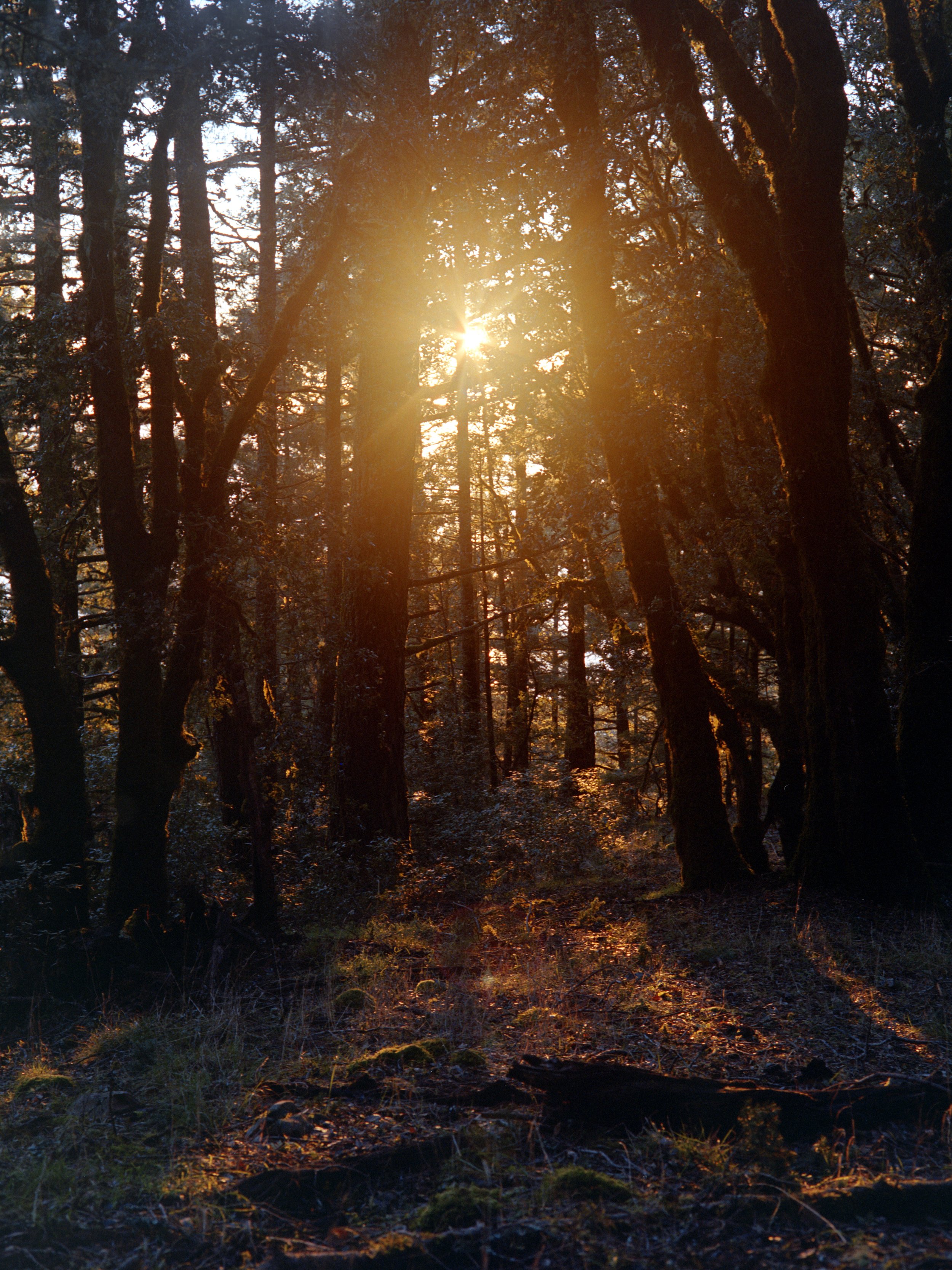 12-27-25-Kodakportra400-120-R142-15 copy.jpg