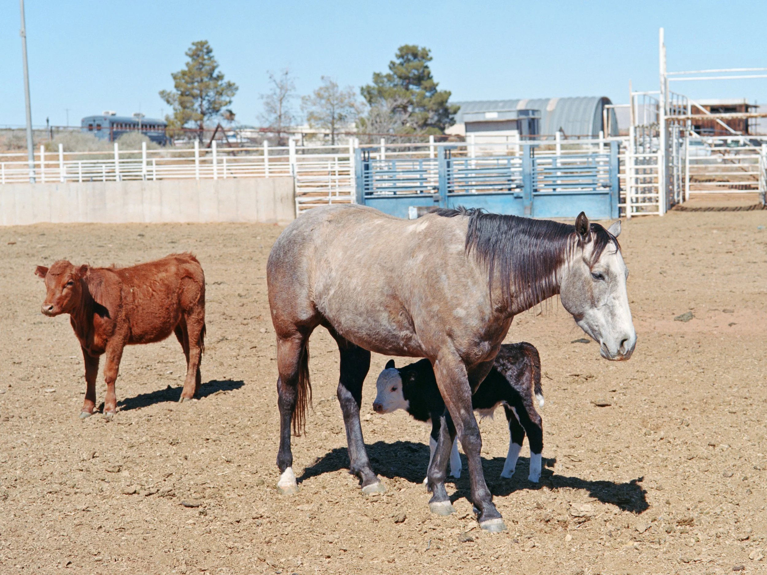 3-18-26-Kodakektar100-120-R170-12 copy.jpg