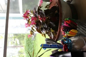 I love the happy pink flowers on my fiberous begonia.