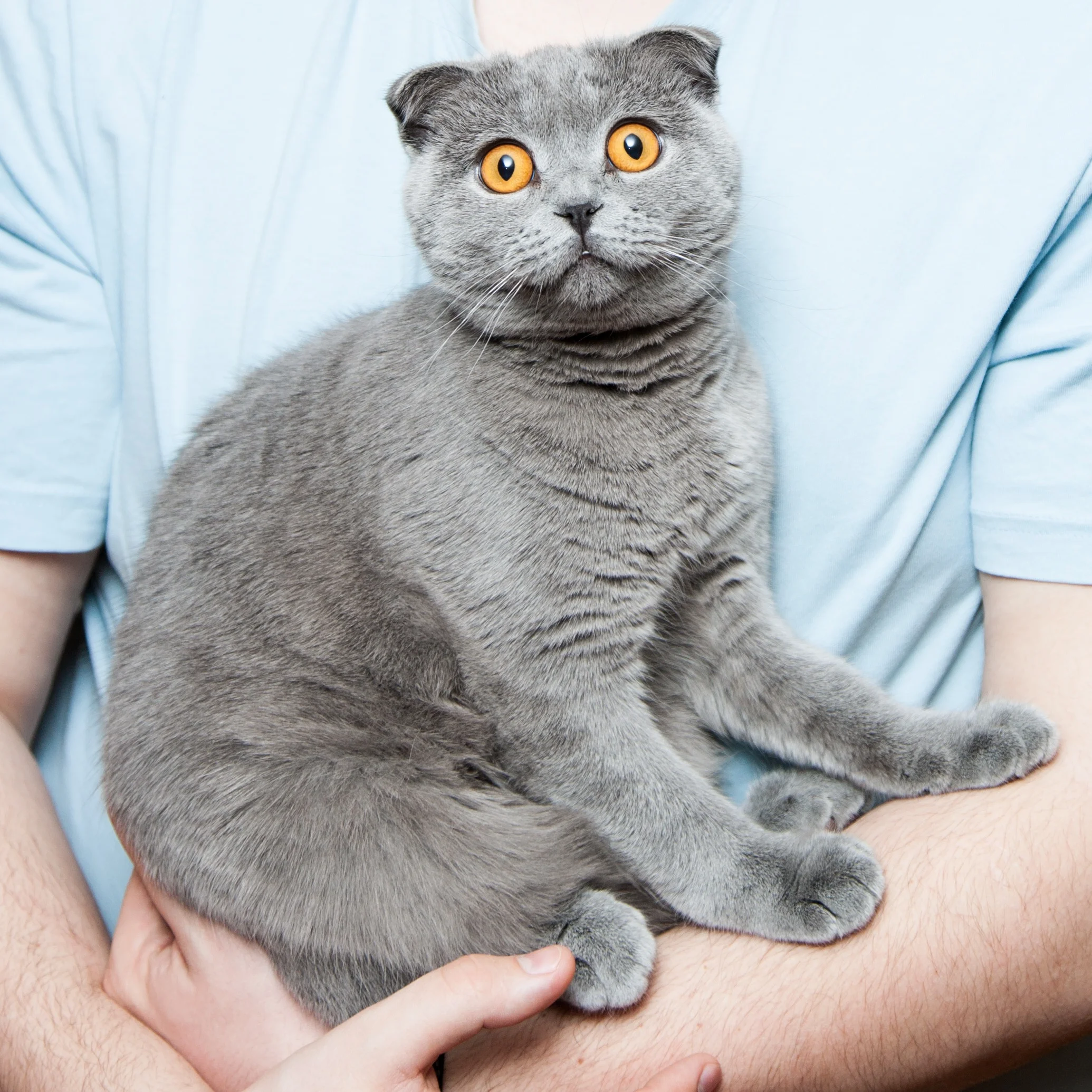 Your Cat&nbsp;Might Just Make You More Entrepreneurial