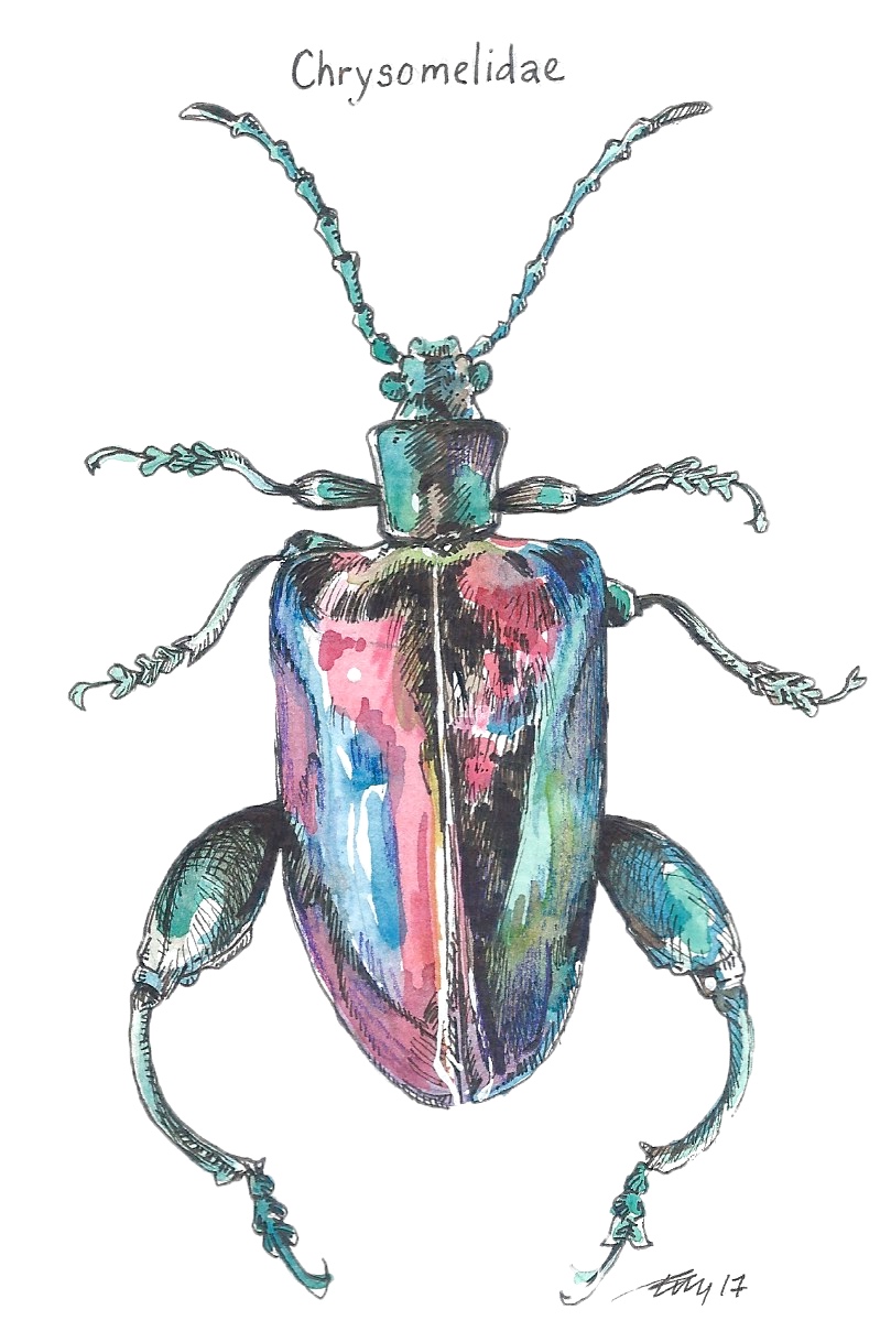 Chrysomelidae Beetle