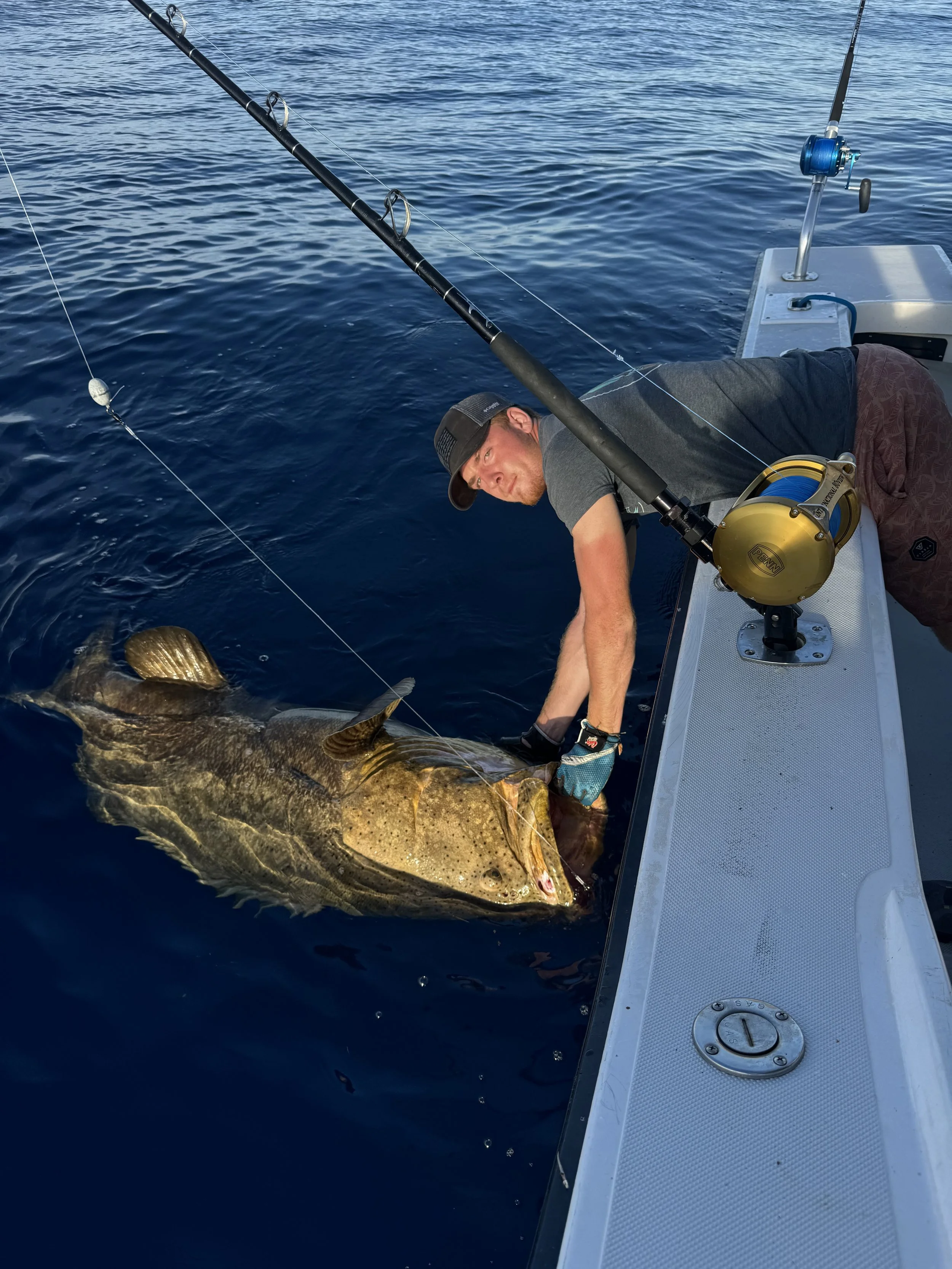 Goliath Grouper
