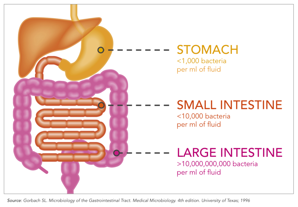 bacteria numbers intestine stomach bowel