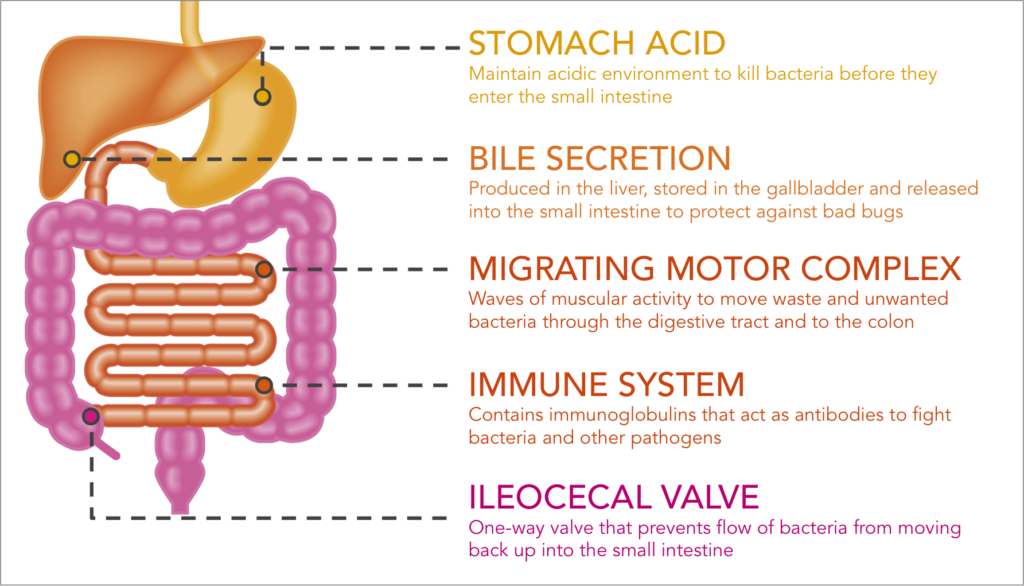 sibo prevention mechanisms
