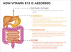The role of the gut in Vitamin B12 and Iron deficiency (and what to do ...