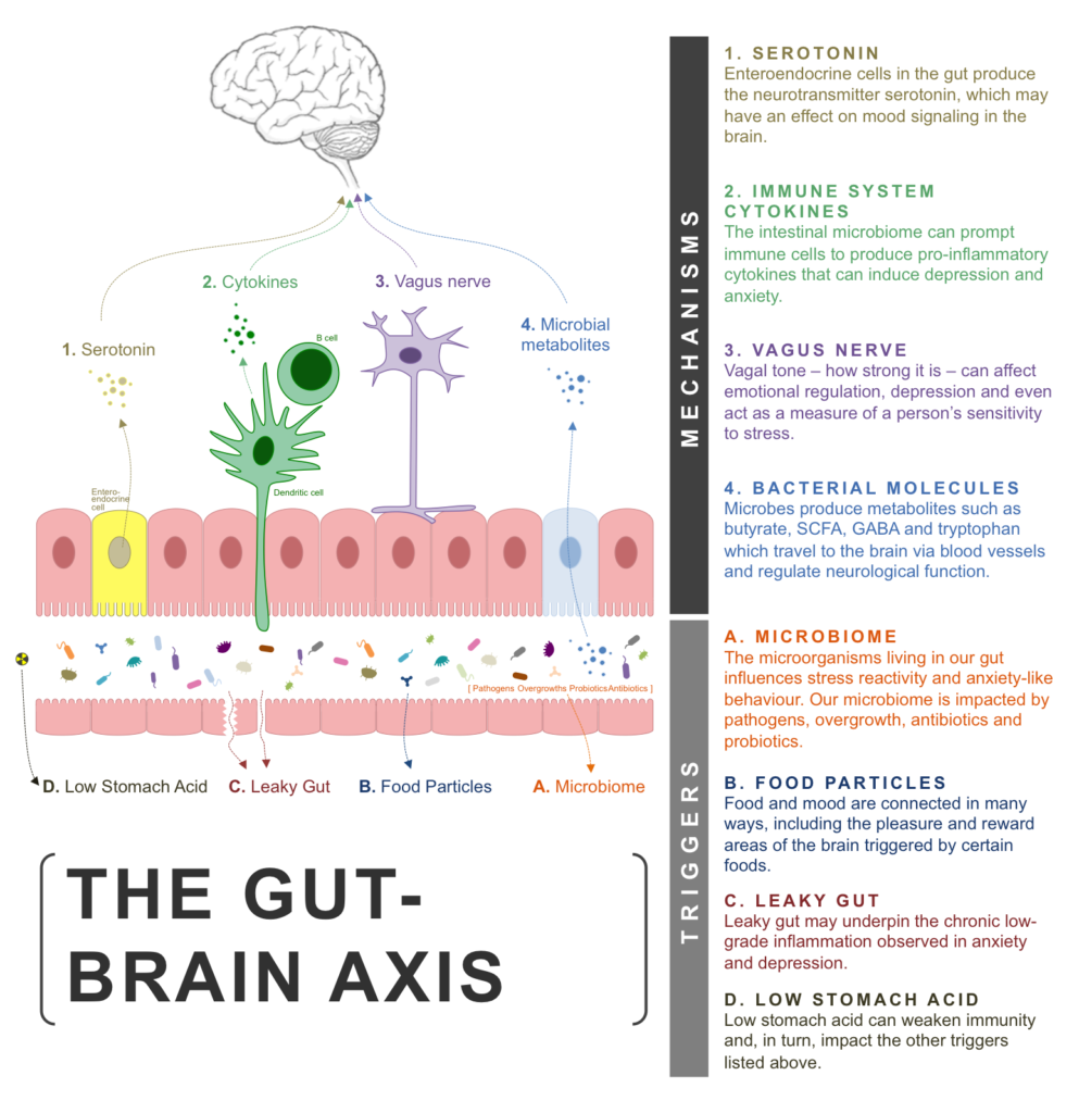 Gut Brain Axis Depression Anxiety