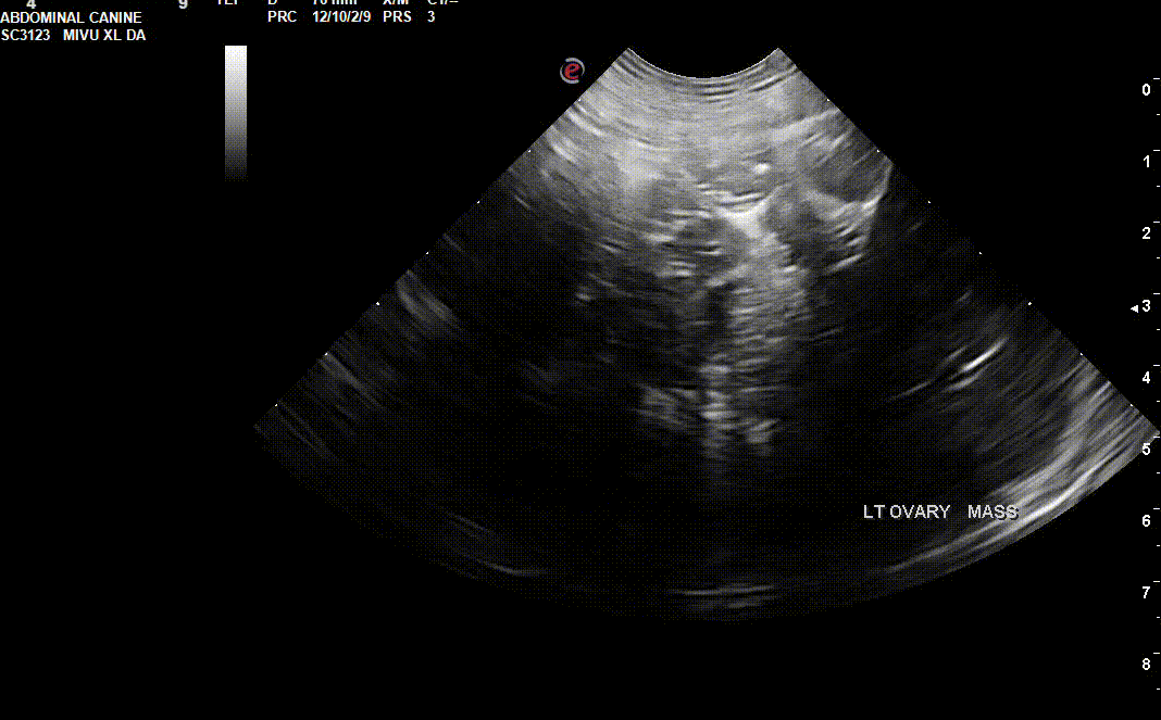 April's Case of the Month - 2023