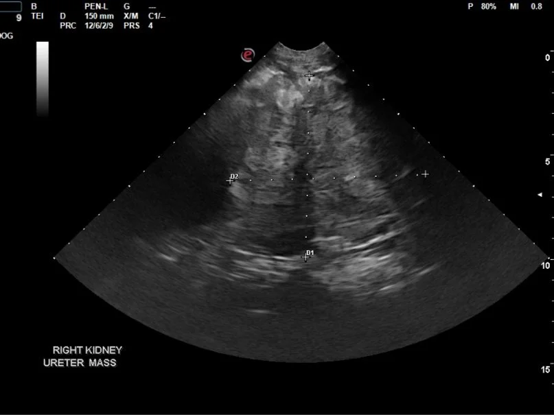 October's Case of the Month - 2023