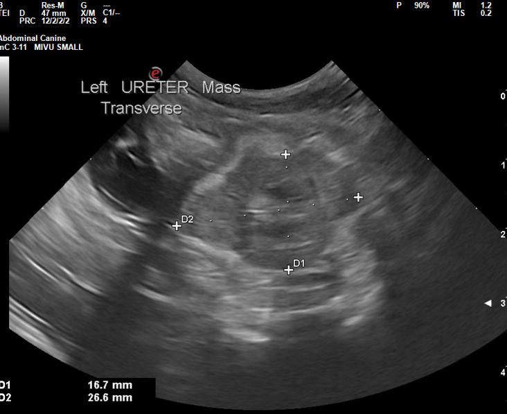 Gastrointestinal Adenocarcinomas in a Feline