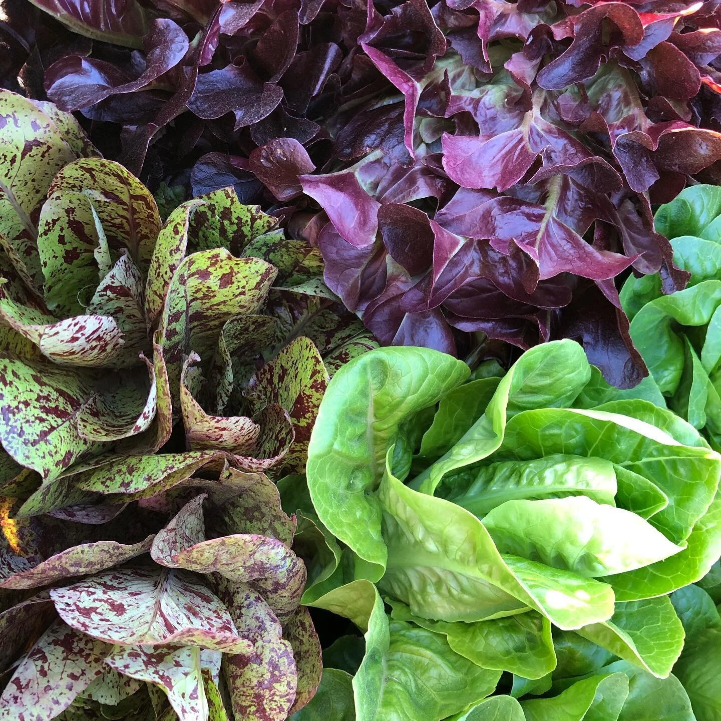 We have more than 3 types of organic red, green and speckled lettuces growing on the farm and coming with us to the farmers markets every weekend... in addition to our flavorful organic mustard greens, spinach and kale!

Will we see you at the market