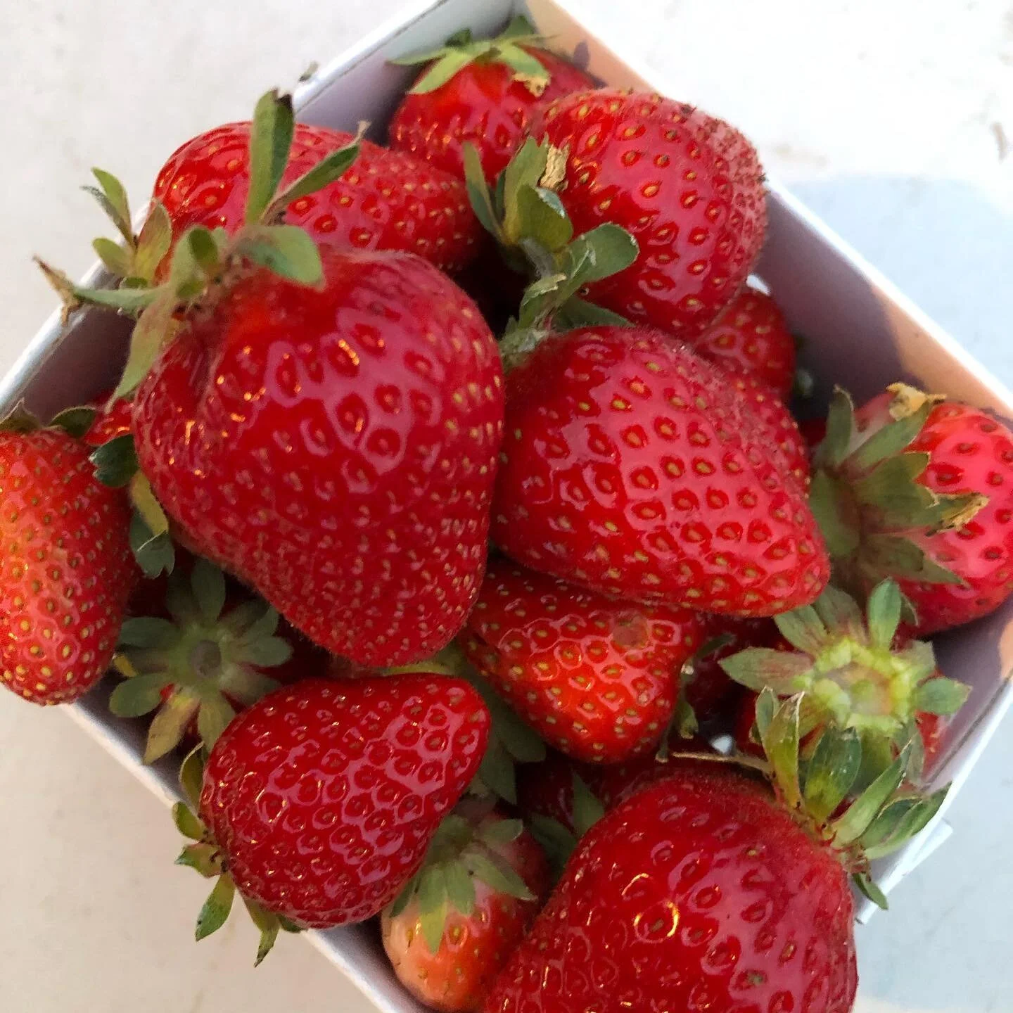 🍓🍓 ORGANIC STRAWBERRIES are coming up now on the Ranch! 🍓🍓

Visit our link in bio or go directly to az-ranch.com/farmers-markets to learn where you can grab AZ-Ranch organic produce every weekend. We can't wait to see you! 😷⁠
⁠
#azranch #farmers