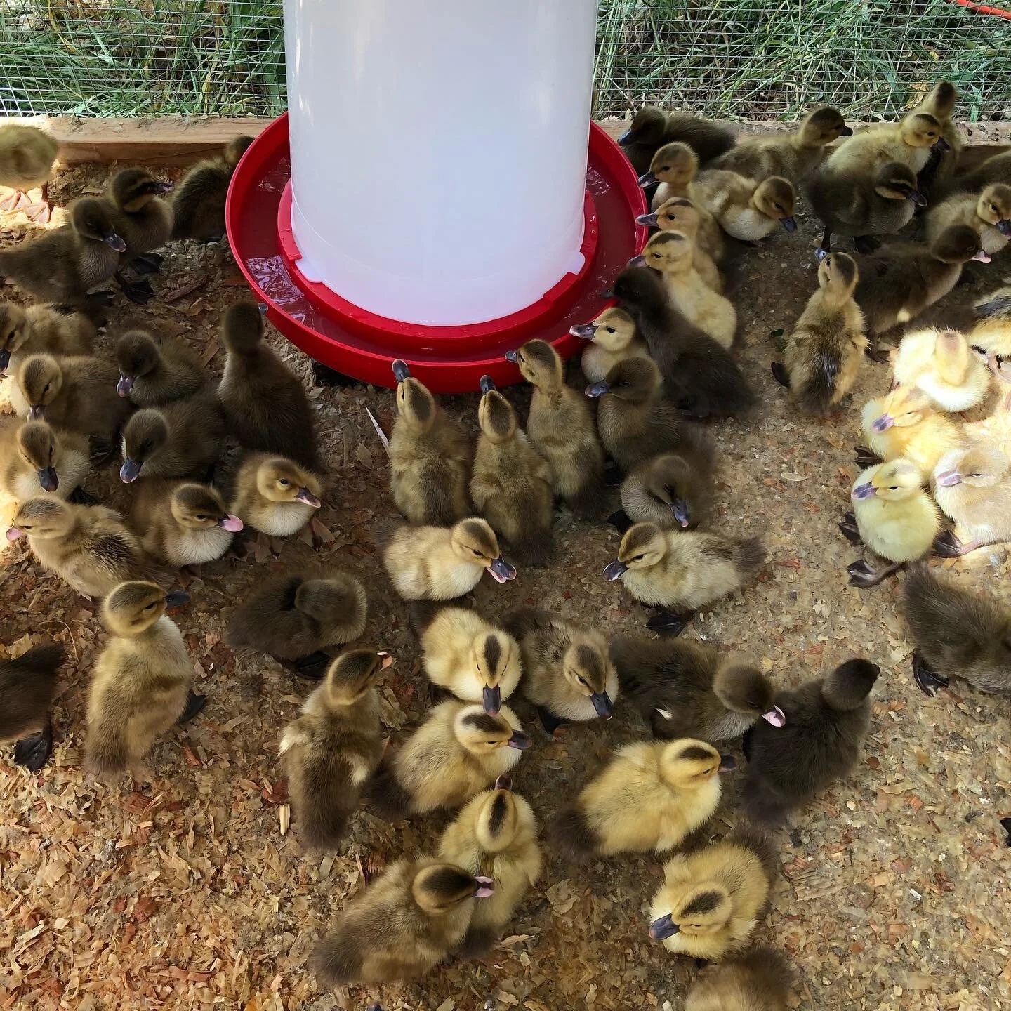 Our newest flock arrived this week! 🐣🦆 AZ-Ranch keeping your duck eggs in supply ✅