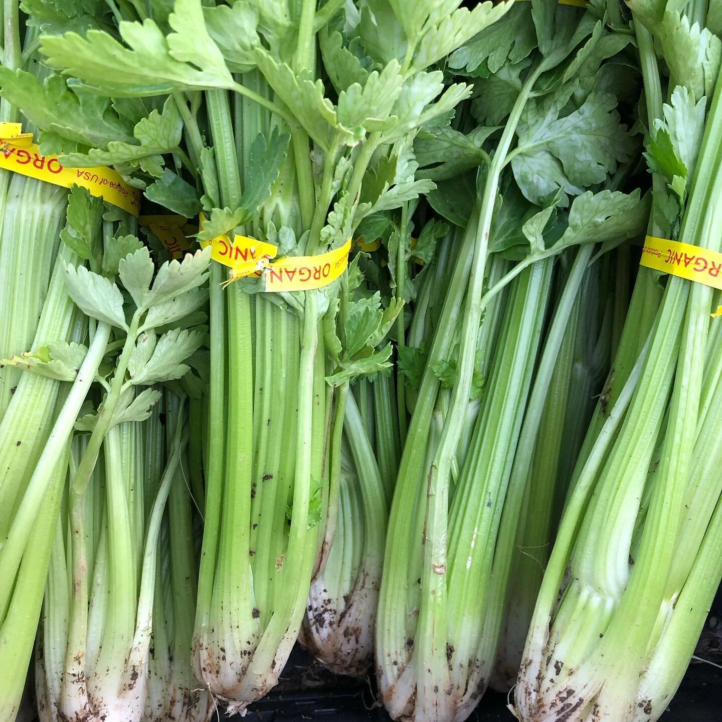 Tons of organic produce is coming up on the Ranch: celery, kohlrabi, lettuce, strawberries, broccoli, tomatoes, onions, fennel, spinach and much much more! 🌱🌱🌱

Visit our link in bio or go directly to az-ranch.com/farmers-markets to learn where yo