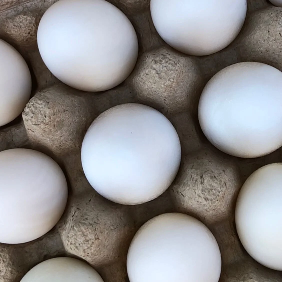 Our fresh free-range duck eggs are available at every #erewhon location in Los Angeles County, as well as select grocers and shops around LA, Malibu, Ventura and Ojai. Visit our link in bio to learn more, or visit us at our farmers markets in Calabas