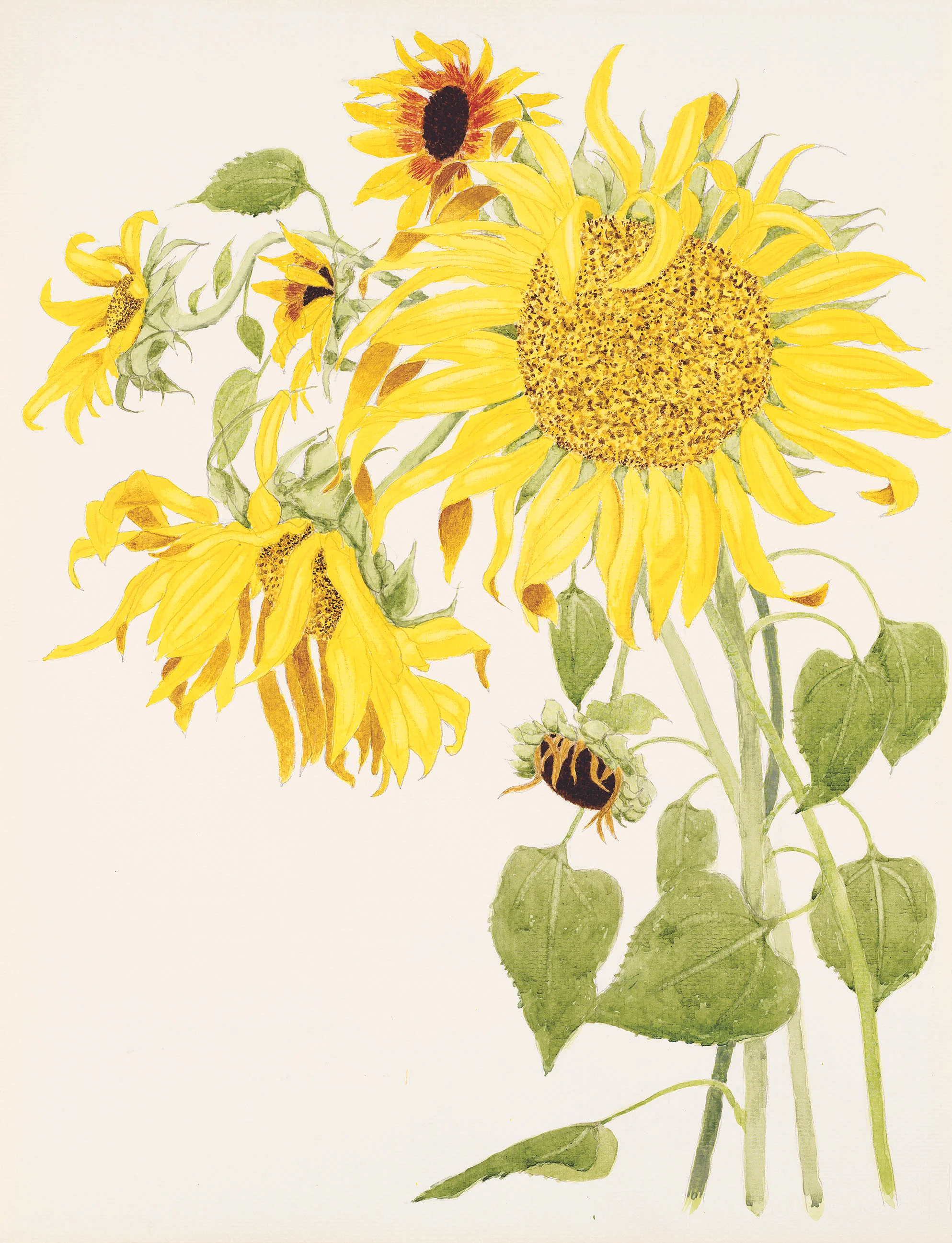 Sunflower I.jpg