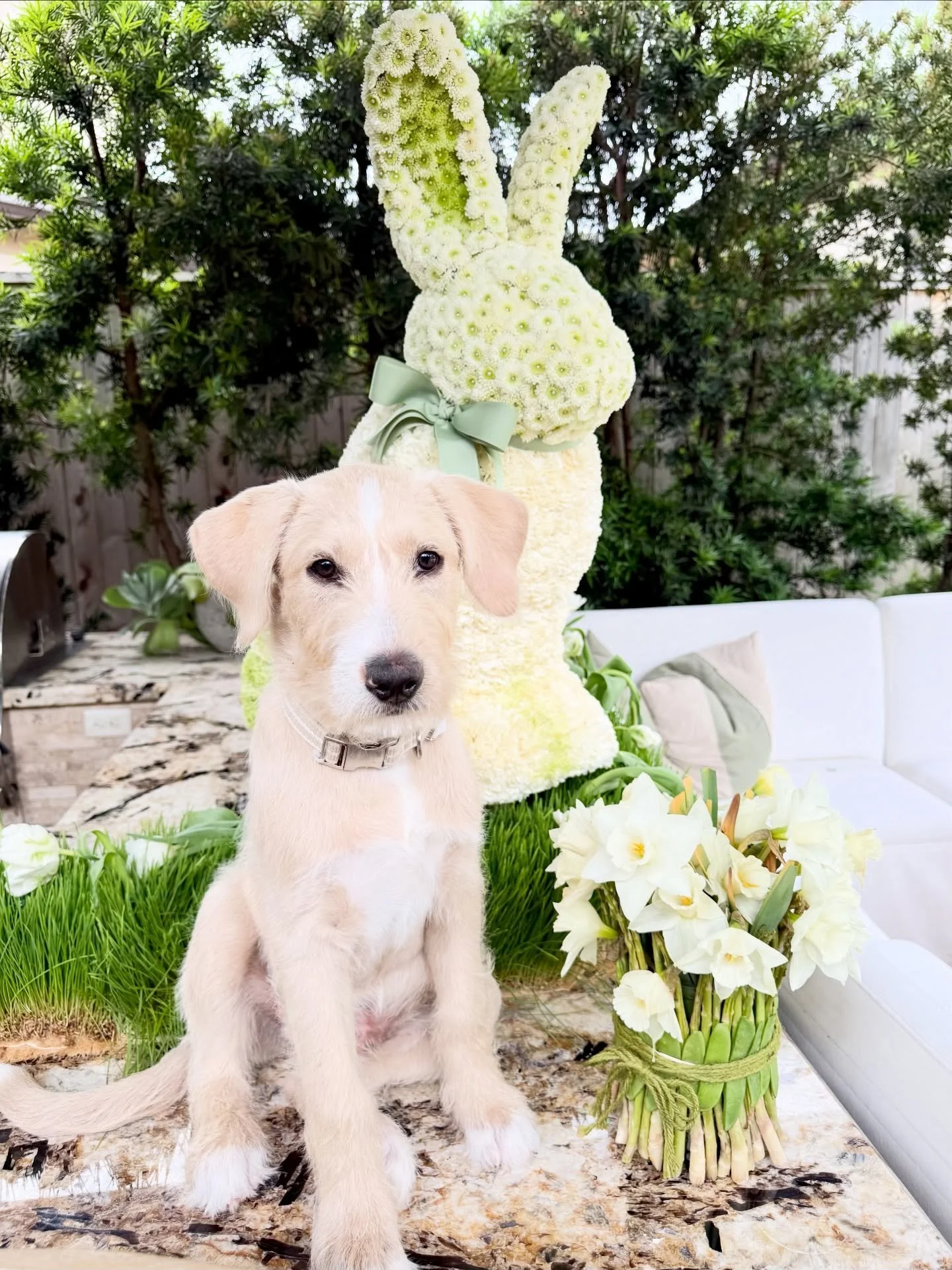 Happy Easter from our four-legged troublemaker, Mr Otis.