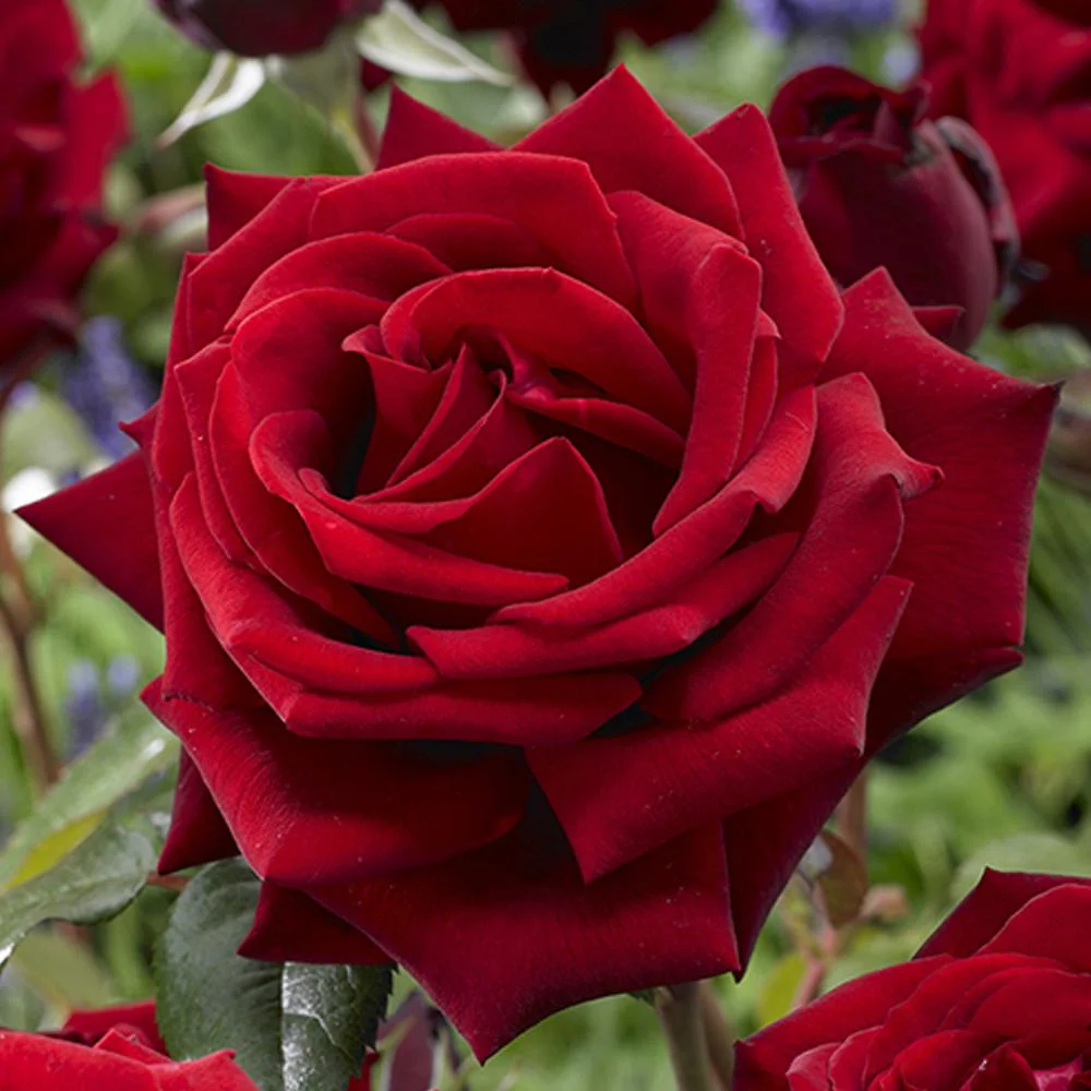 rose.jpg