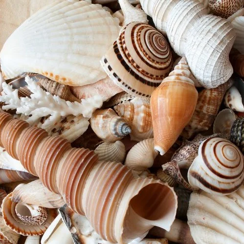 shells.jpg