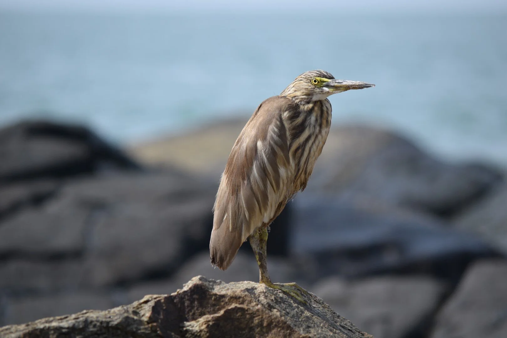 Goa DSLR 096 (Large).JPG