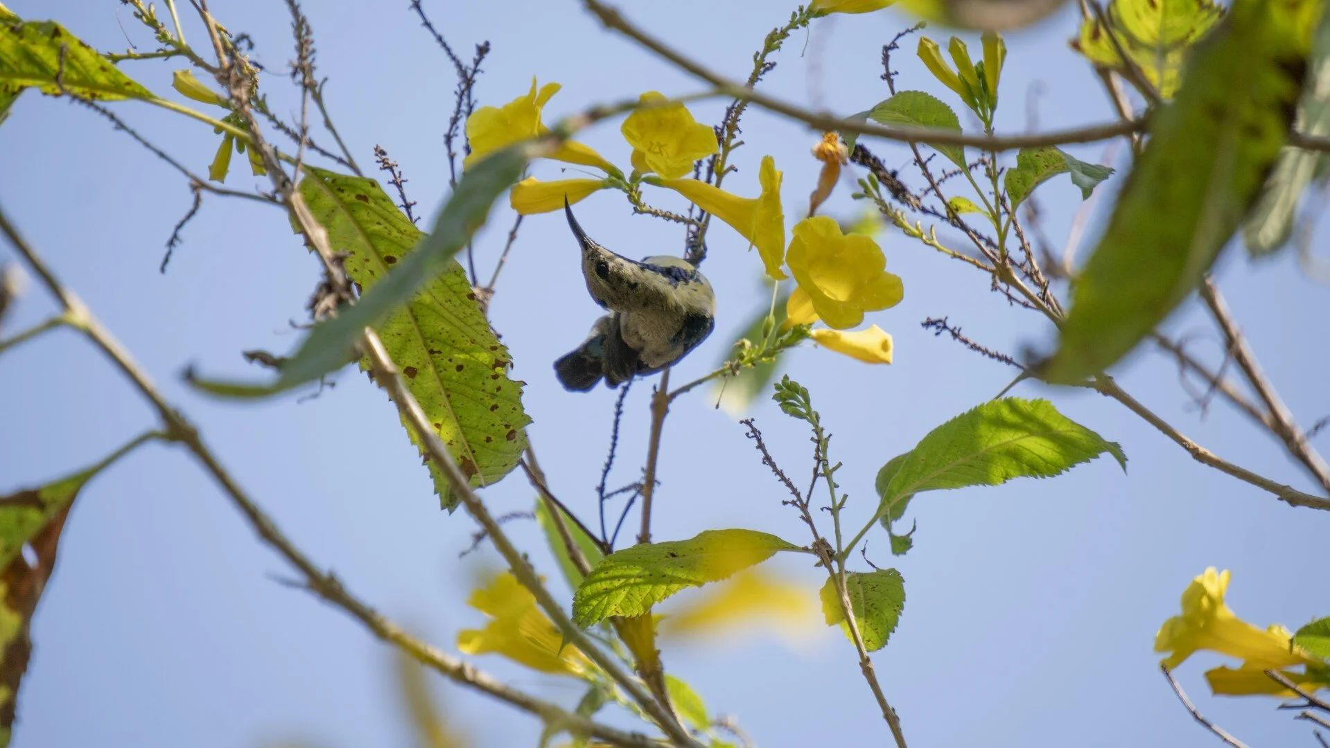 DSC04617 (Large).JPG