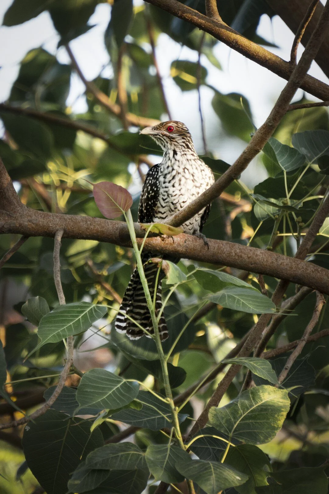 DSC05972 (Large).jpg