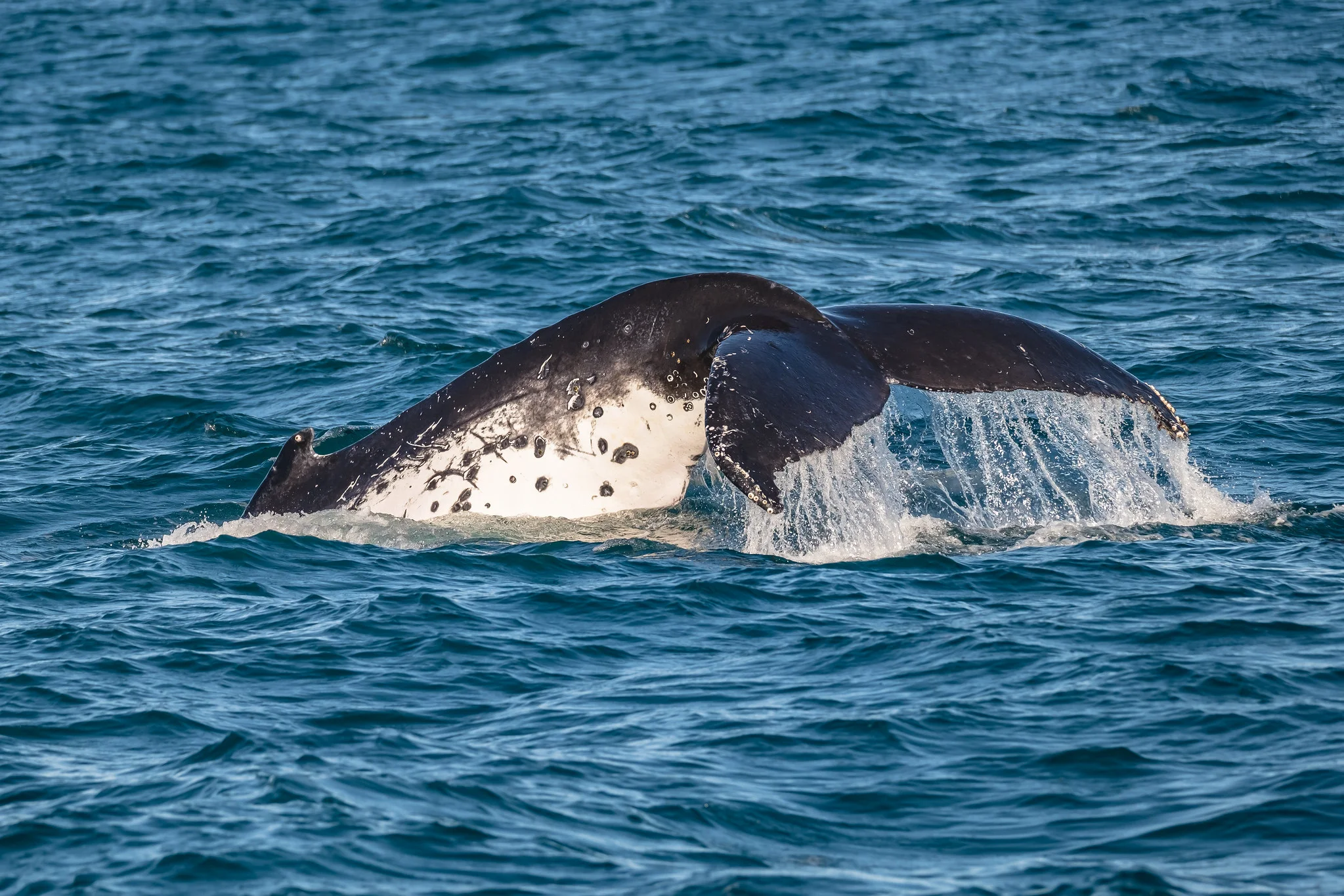 48393059841_e8535433fb_k (1).jpg