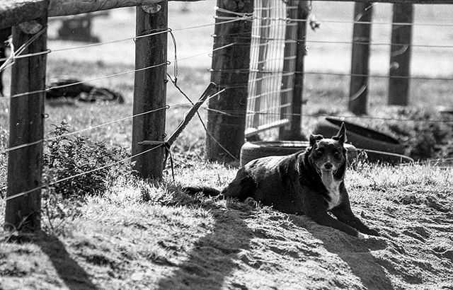 A very rare moment of Tash being still. #film #kodaktx400 #analogue #shootfilm #filmphotograph #analogue #womenwhoshootfilm #heyfsc #filmneverdie #workingdog #filmphotographers #shootfilmmag #filmshooterscollective