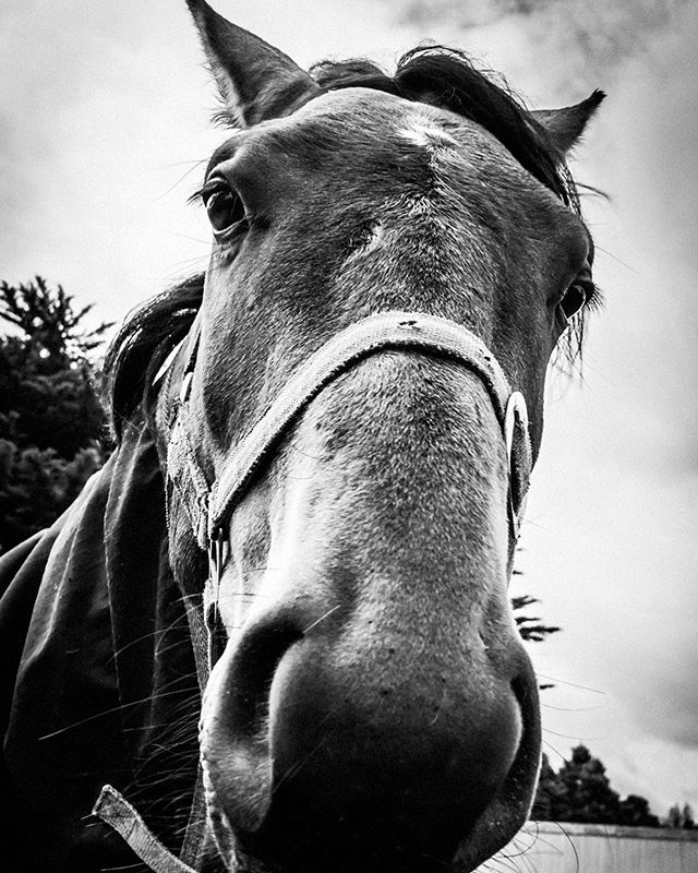 The thing is ... I love horses. But I am actually allergic to them. 😂 so when I take Willow riding, I have to be really careful and not get too close .... but how can anyone resist a face like this ?😍 Liberty .... Berty for short. Such a handsome f