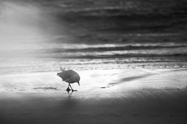 &ldquo;As I watched the seagulls, I thought, that&rsquo;s the road to take; find the absolute rhythm and follow it with absolute trust.&rdquo; (Nikos Kazantzakis) #beach #coast #phillipisland #capewoolamai