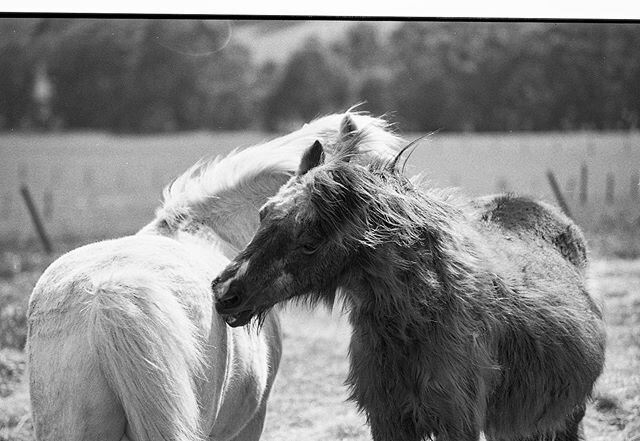 You scratch my back, I&rsquo;ll scratch yours. #horse #pony #gippsland #kodaktrix400 #film #filmphotography #analogue #analoguephotography #filmphotography #womenwhoshootfilm #filmcamera #filmshooterscollective #emulsive #kodak #nikonf100