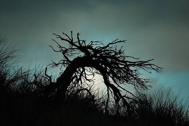 This my tree. I hike past it at least once a week. It sits atop a sand dune desperately trying to survive the Phillip Island conditions. This tree is a survivor. It beautiful in every light and has a unique story to tell each time I walk past. 
Taken