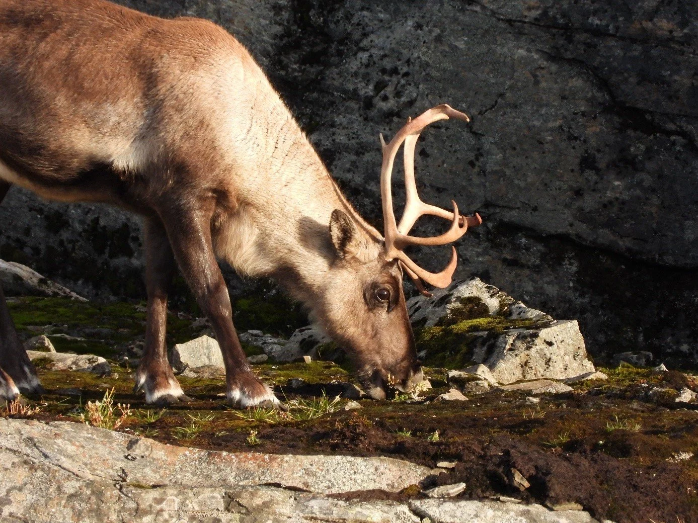 Steinbergdalshytta i Aurlandsdalen er en av fem piloter i prosjektet Mennesket og reinen