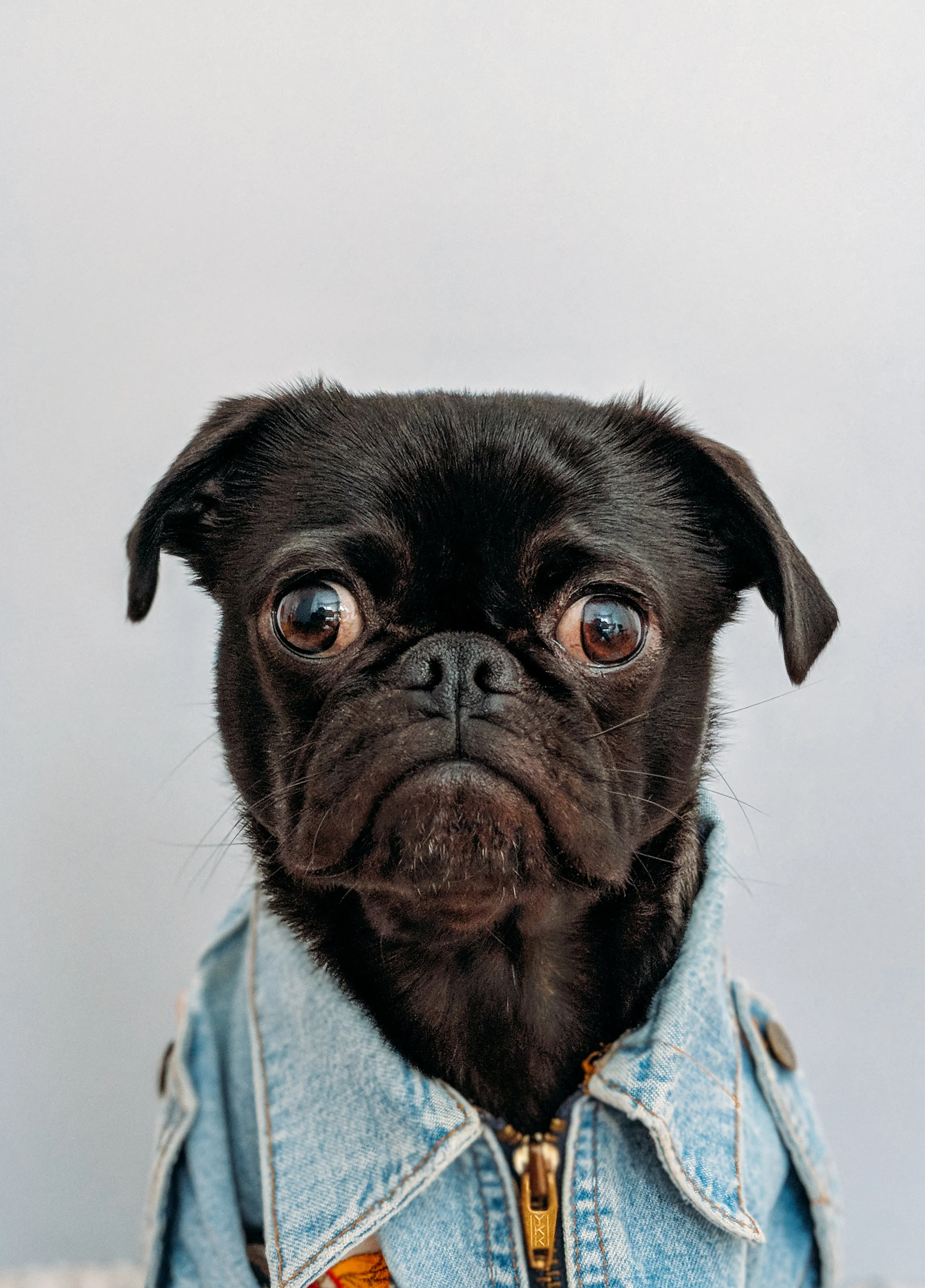 2019 Glenoaks Canyon Dog Parade