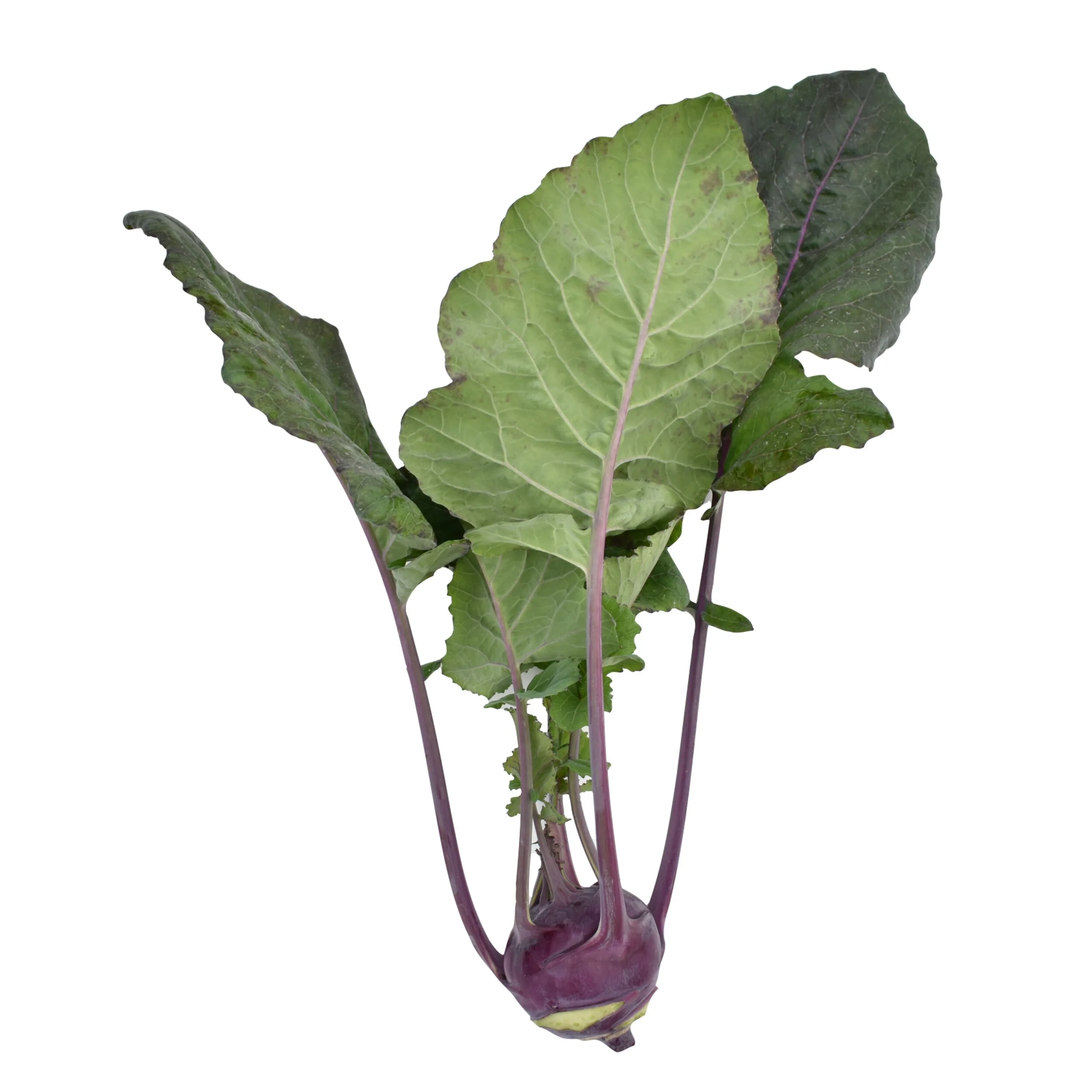 Kohlrabi Leaves