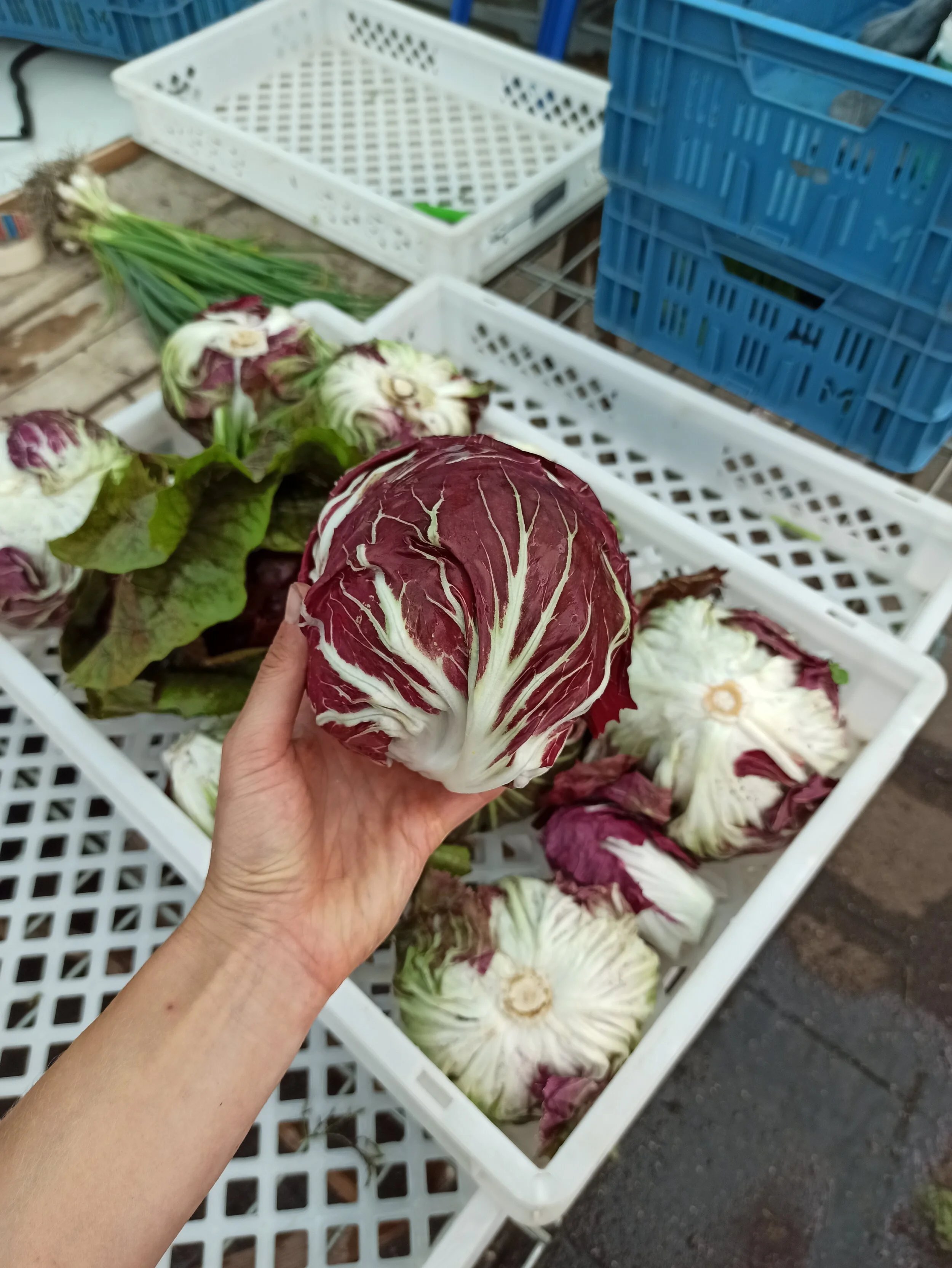 Radicchio Lettuce