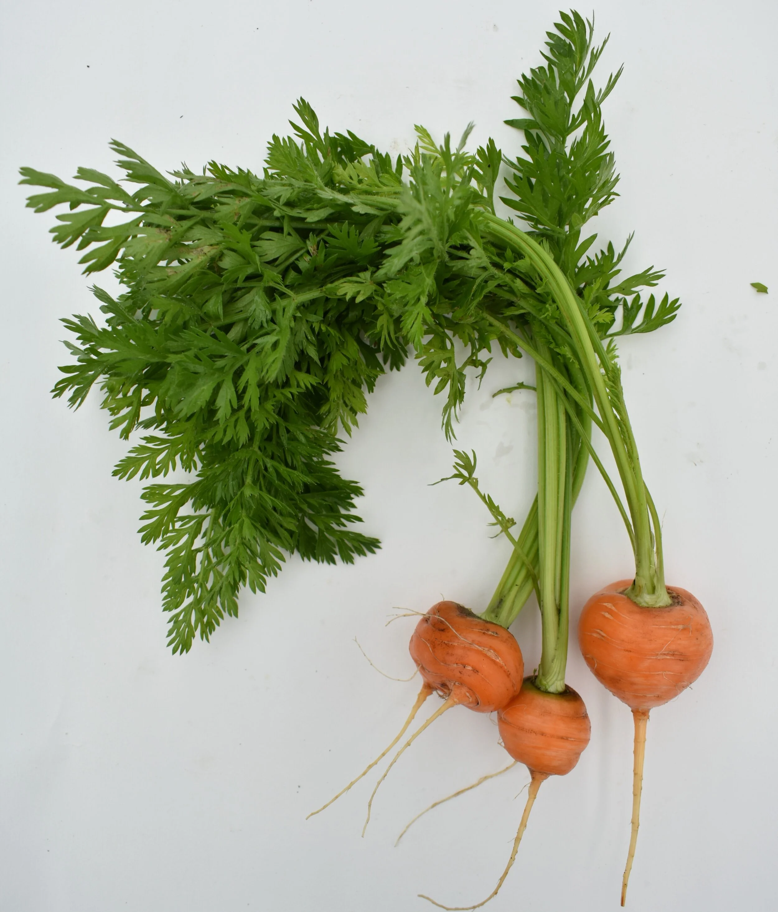Parisian market carrots