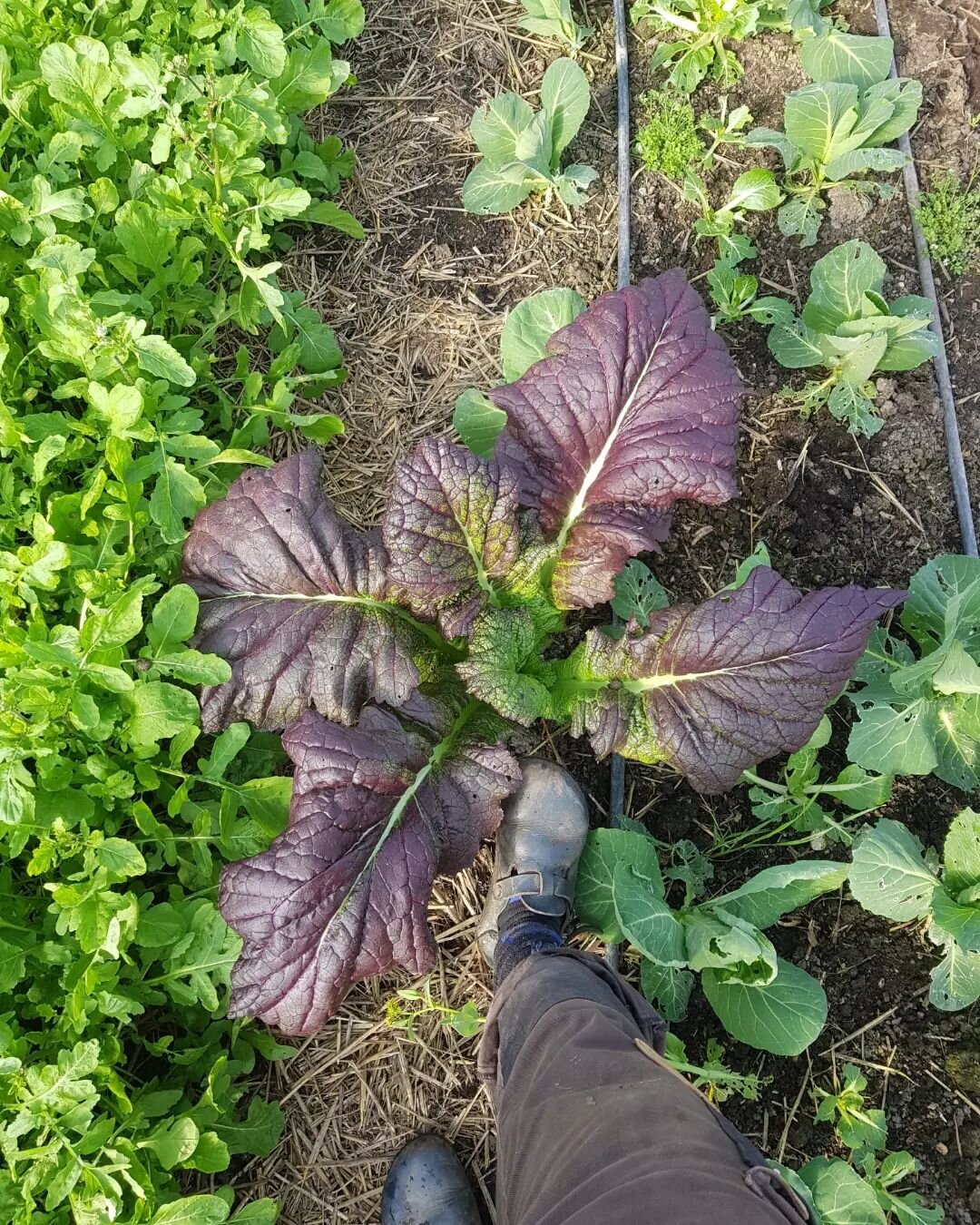 Officially it's still winter, but you can already feel the spring!
The plants are also responding to the warmer and longer days. 
In the greenhouses, we are harvesting the very last crops, such as the red giant. Our dwarf bok choy variety was already