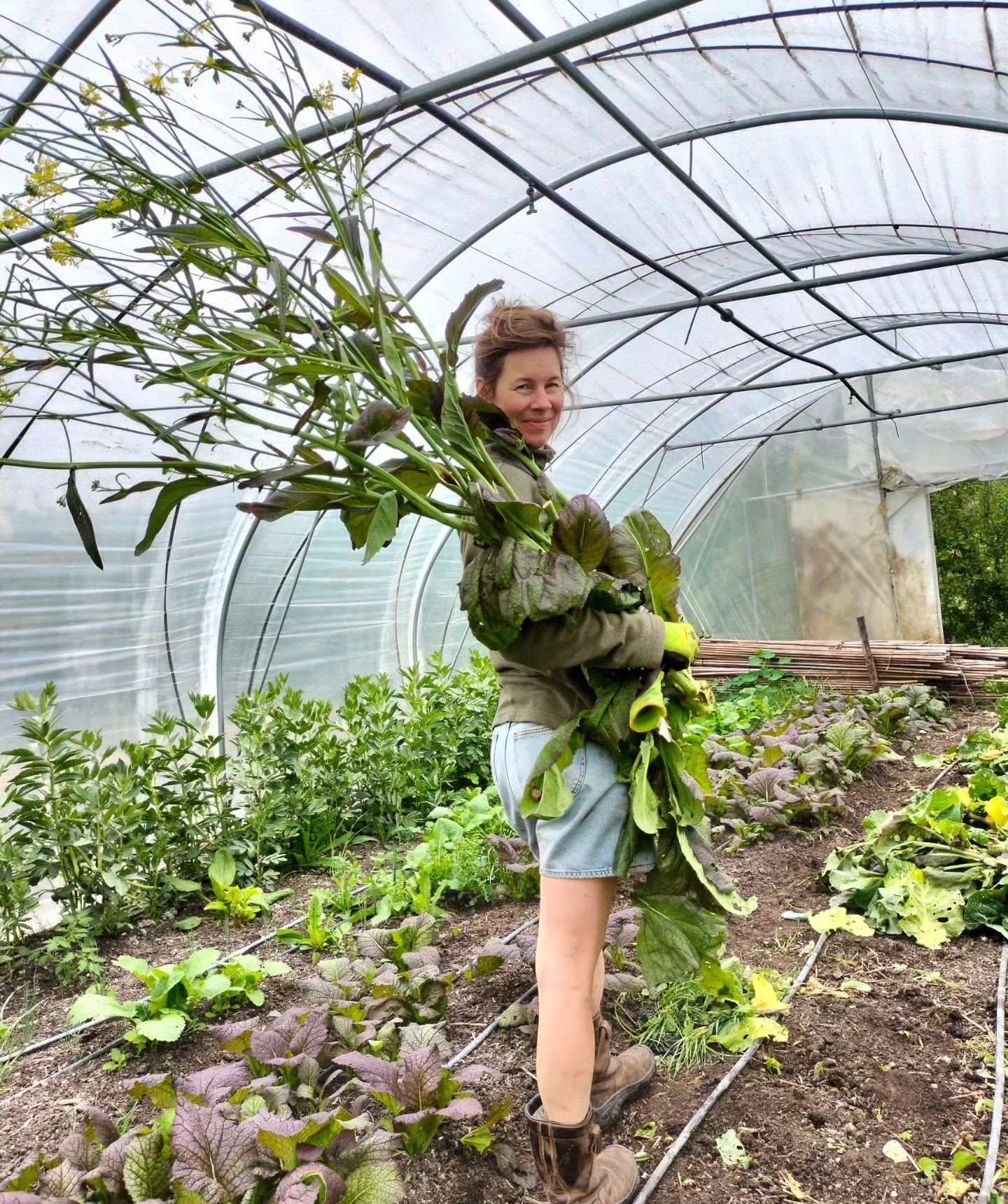 Clearing out the greenhouses! 
Bye bye red giant and hi eggplants! Isabelle there for scale! 
Do you wish to receive weekly vegetables as well? 
If so then sign up via our link in bio!