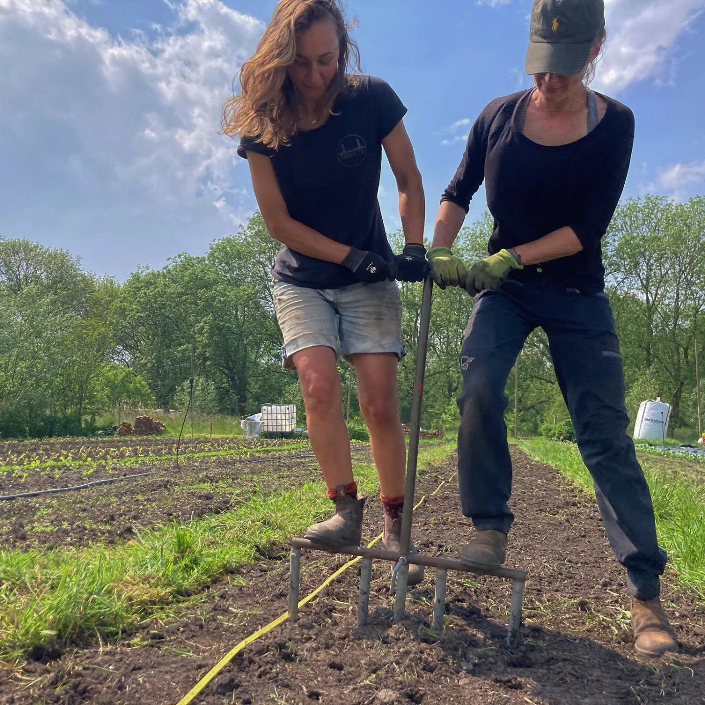 Prei tijd! 
Leek time! 
To deeply plant the leeks, we make first a deep hole! 
And dibbling that planting hole is a challenge for two tiny women 🤣. 
Teamwork makes dreams work 🥰
And an hour later 1000 leeks were in the ground. 
#csaamsterdam #desta