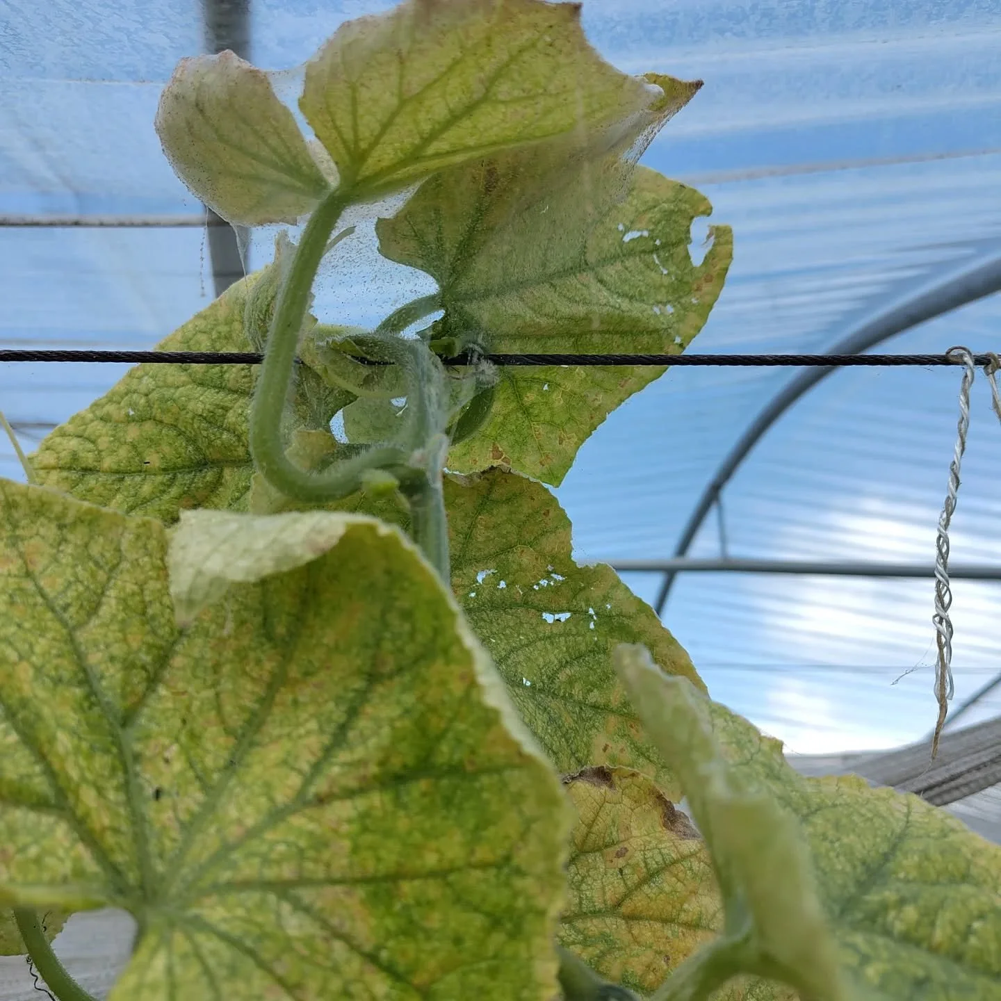 When the spider mite arrives it's a reminder that autumn is around the corner. 🕸️🍂

Luckily, according to our crop plan the first two cucumber beds need to be emptied this week in order to make space for the winter crops. Perfect timing?

#destadsg