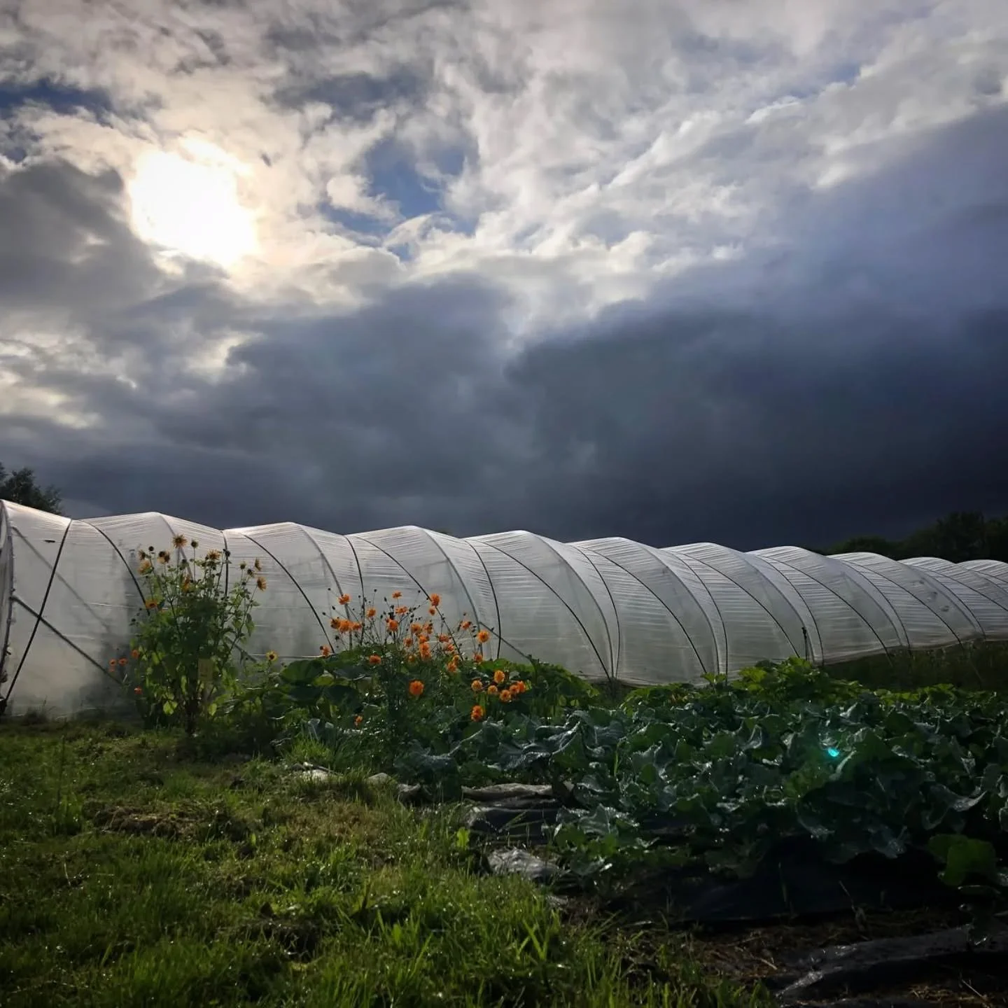 Our beautiful 'office'... 😊 #stadsgroenteboer 

Would you like to see our farm with your own eyes? Come to our 'tour de boer' this coming Saturday (at our location at the boterbloem, lutkemeerweg) or to our Harvest Party on Saturday the 6th of Septe